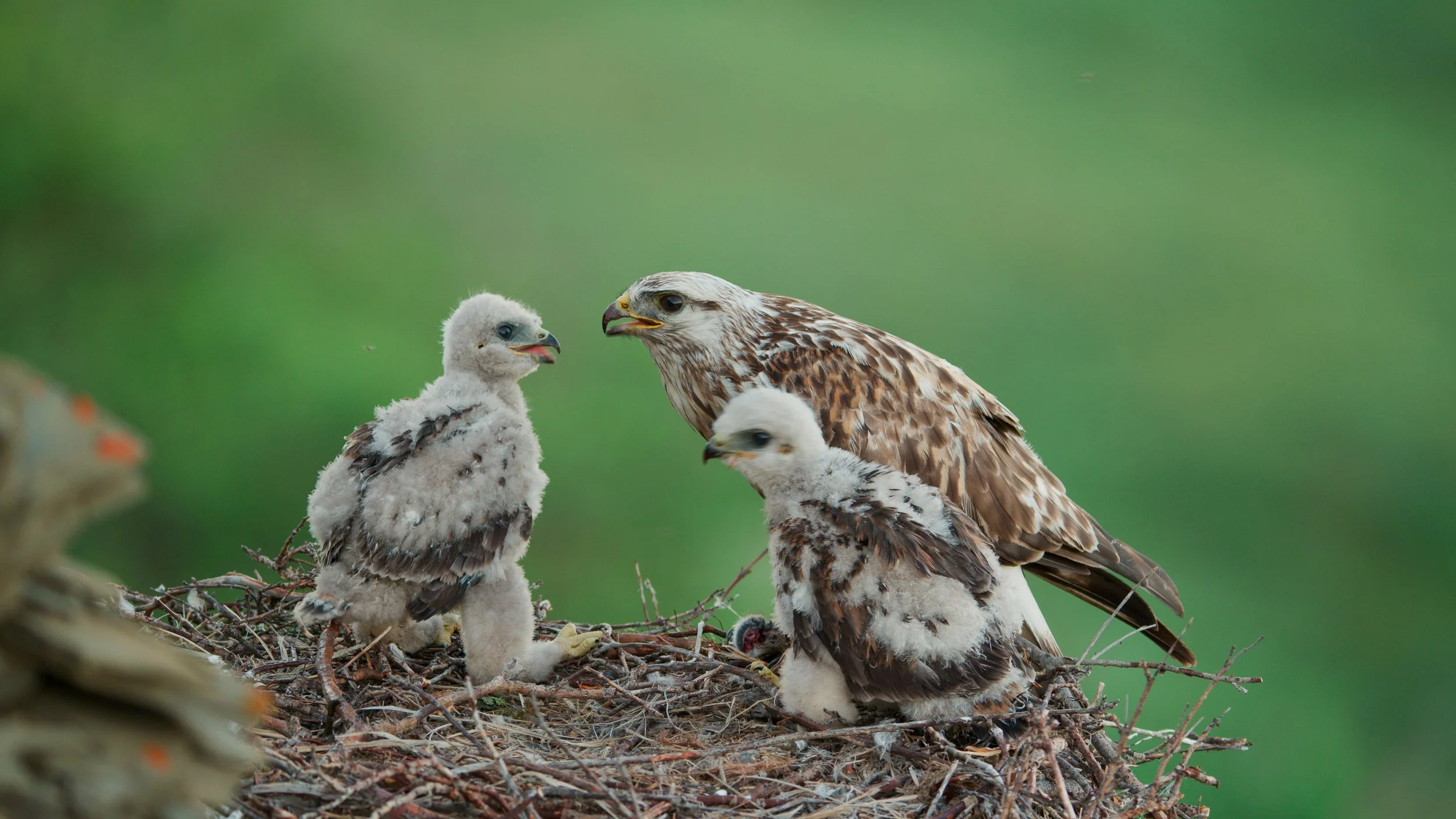 A family of hawks in their nest with two adult hawks and two hawk chicks on a branch against a green background.