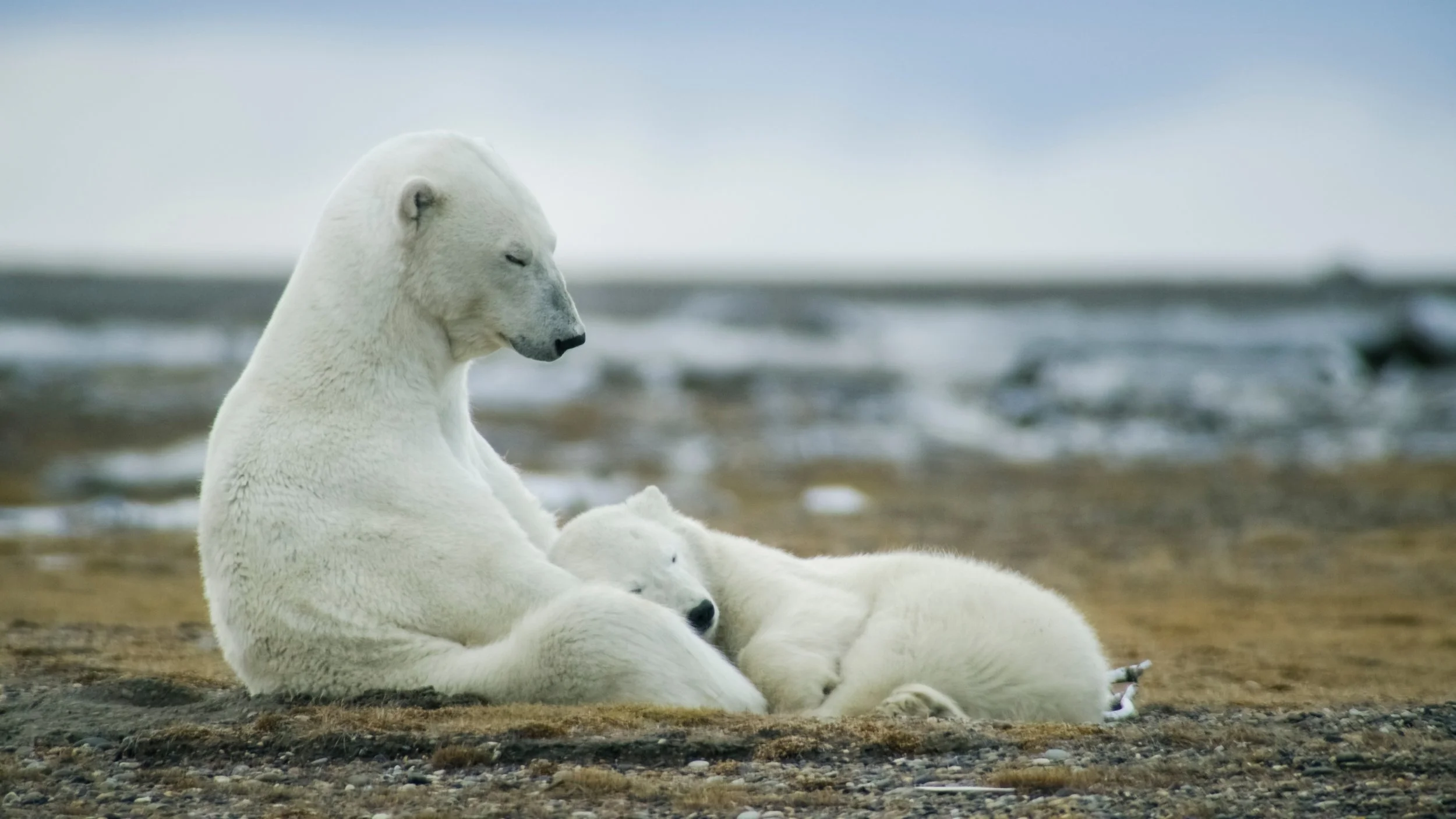 A family of three polar bears resting on a sandy and rocky beach with ocean waves in the background.