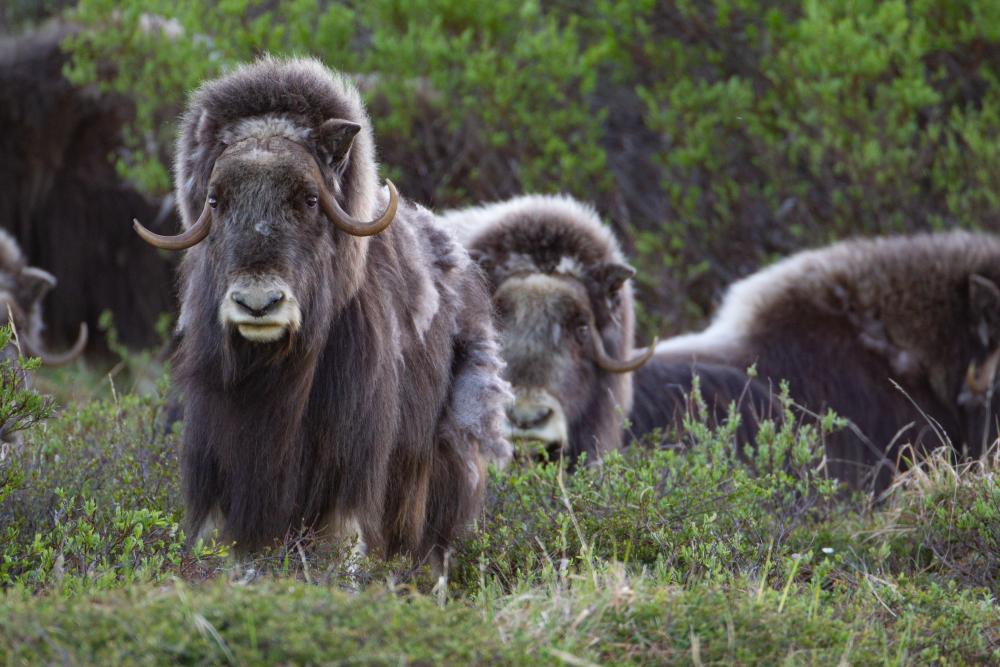 A group of muskox face the camera Peter Pearsall/USFWS