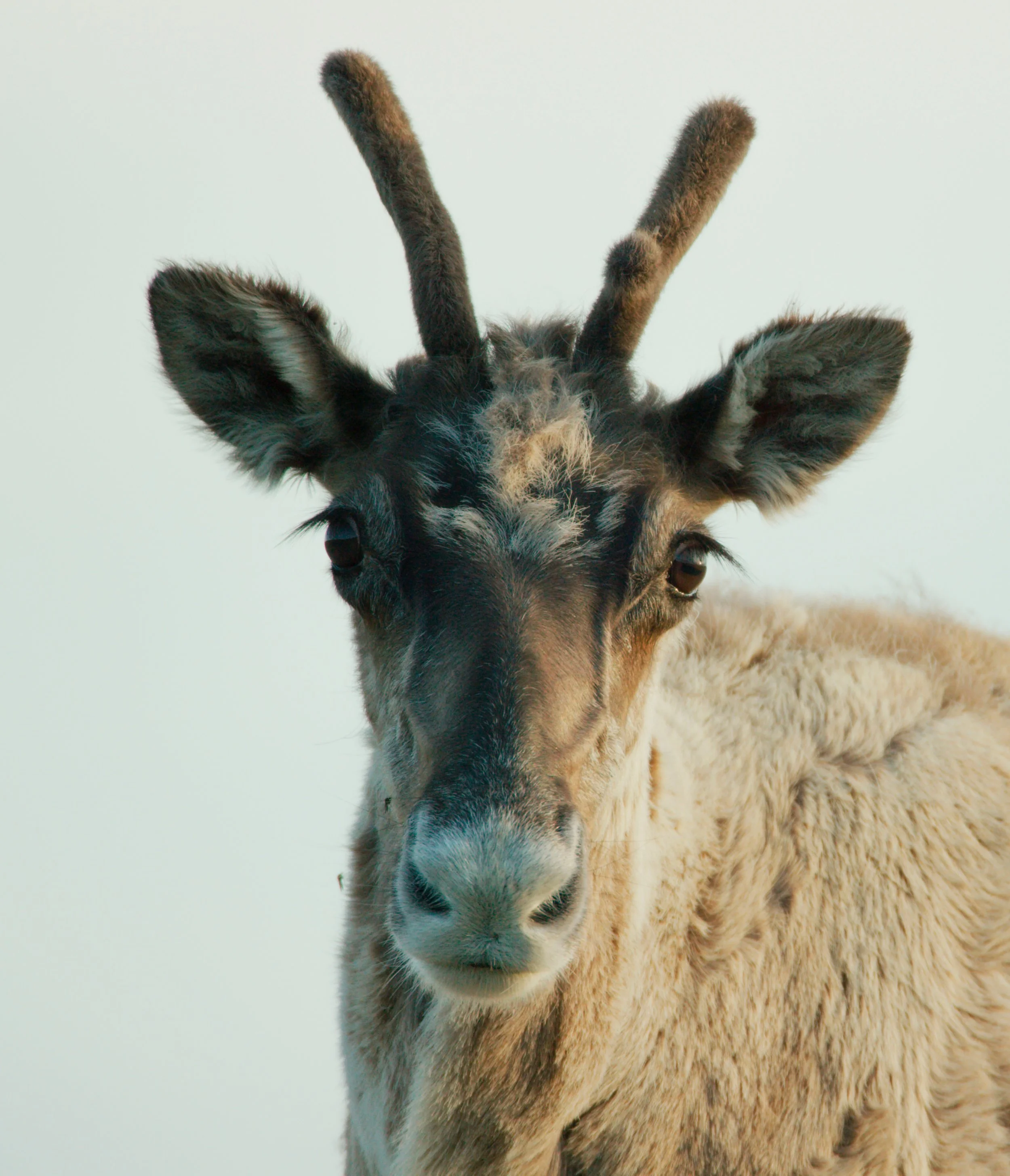 Close-up of a reindeer with antlers, large ears, and a light brown fur coat, looking directly at the camera against a plain light background.