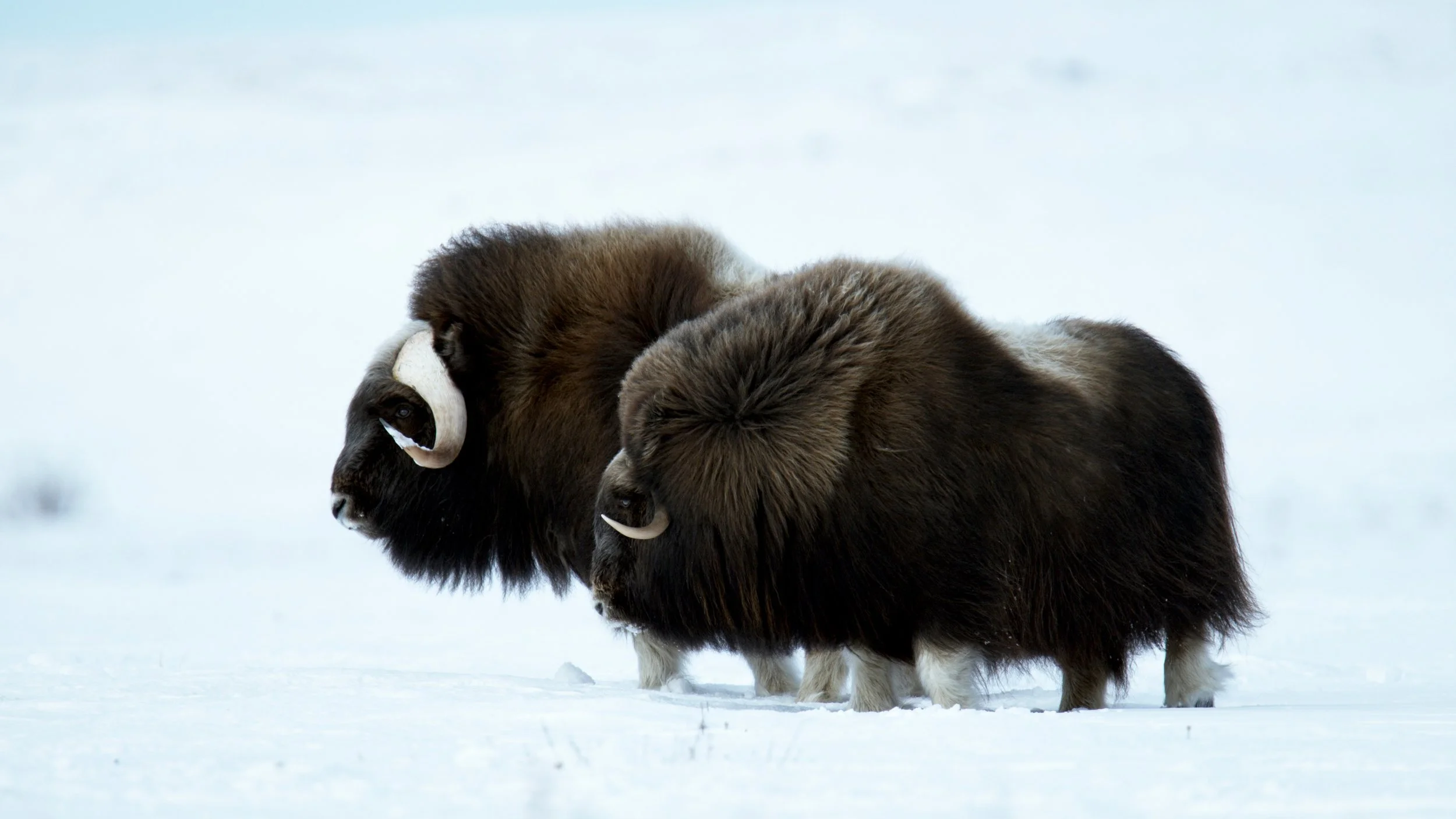 Two musk oxen standing in a snowy landscape facing opposite directions.