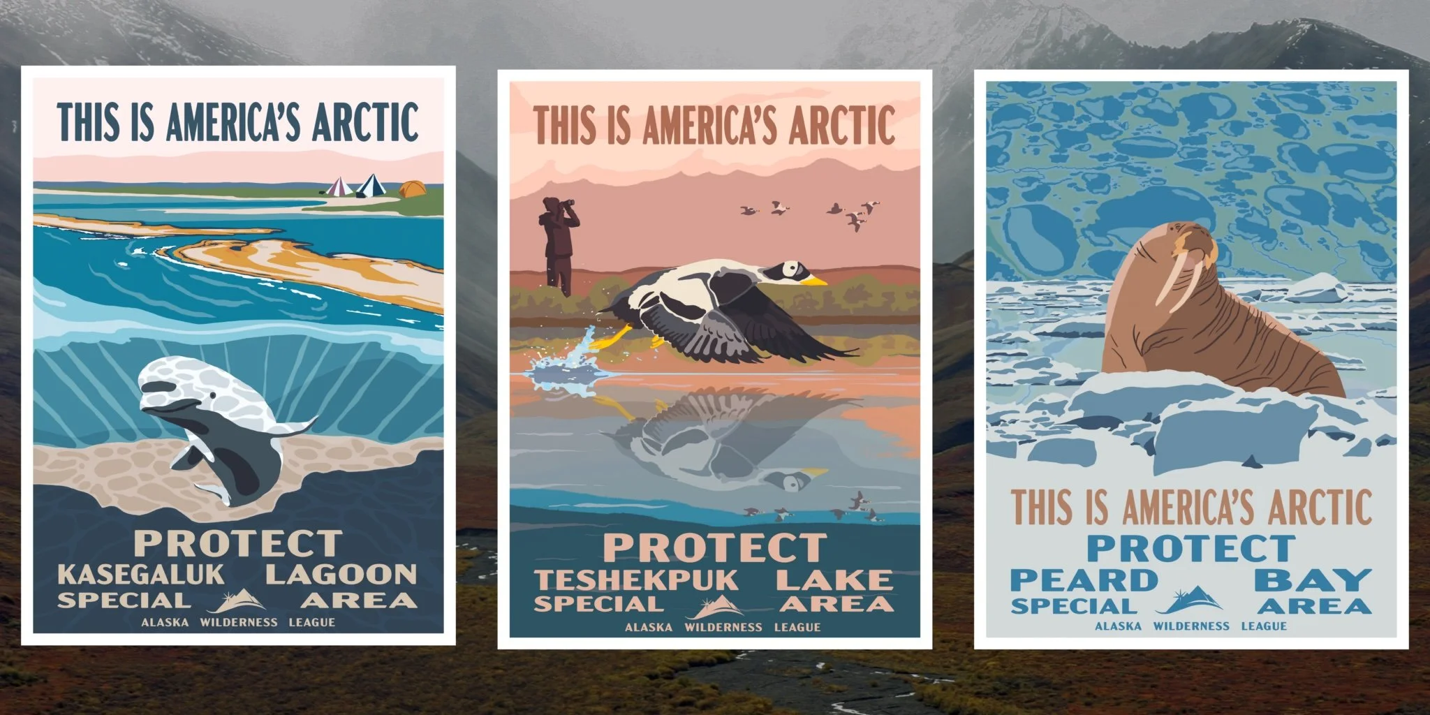 Three posters that read 'This is America's Arctic' depicting a Beluga Whale, Arctic Birds, and Walruses
