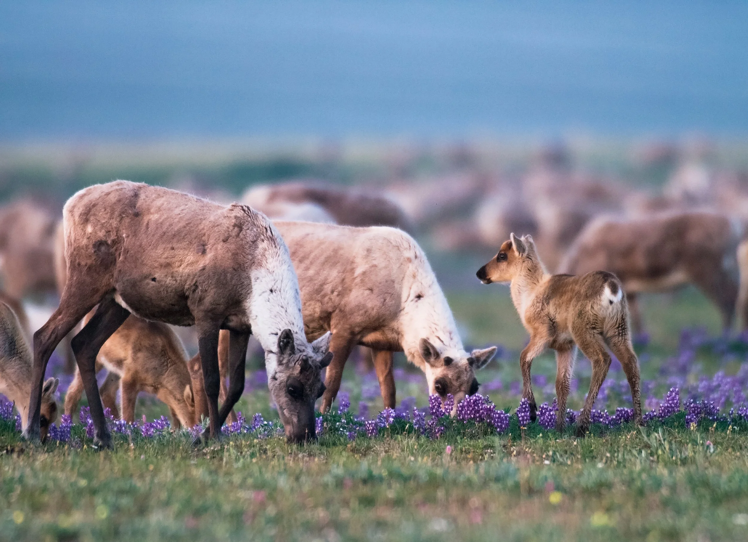 A group of young elk grazing on a field of purple flowers.