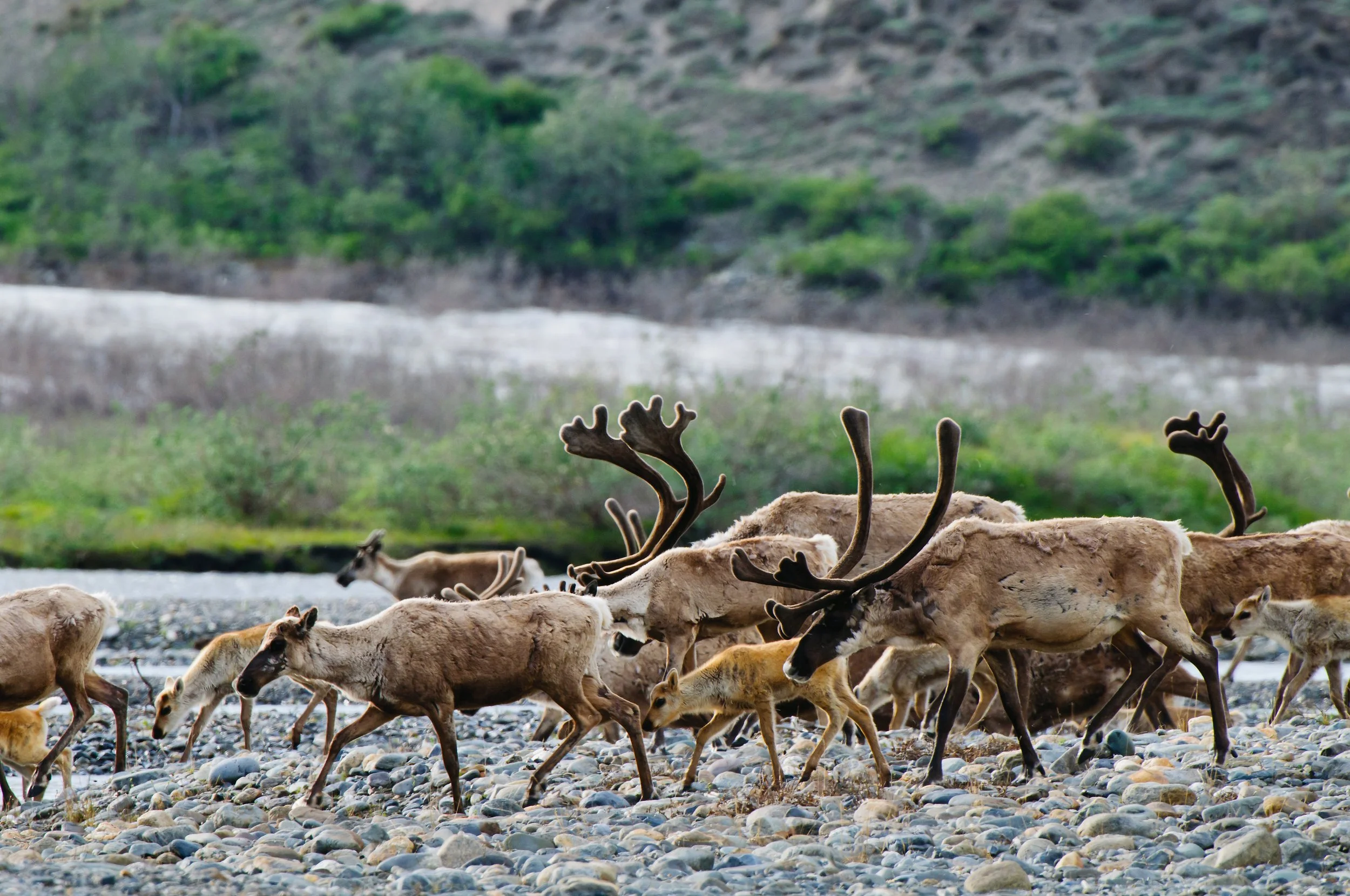 Group of reindeer, including calves, walking across a rocky riverbank with green and brown hills in the background.