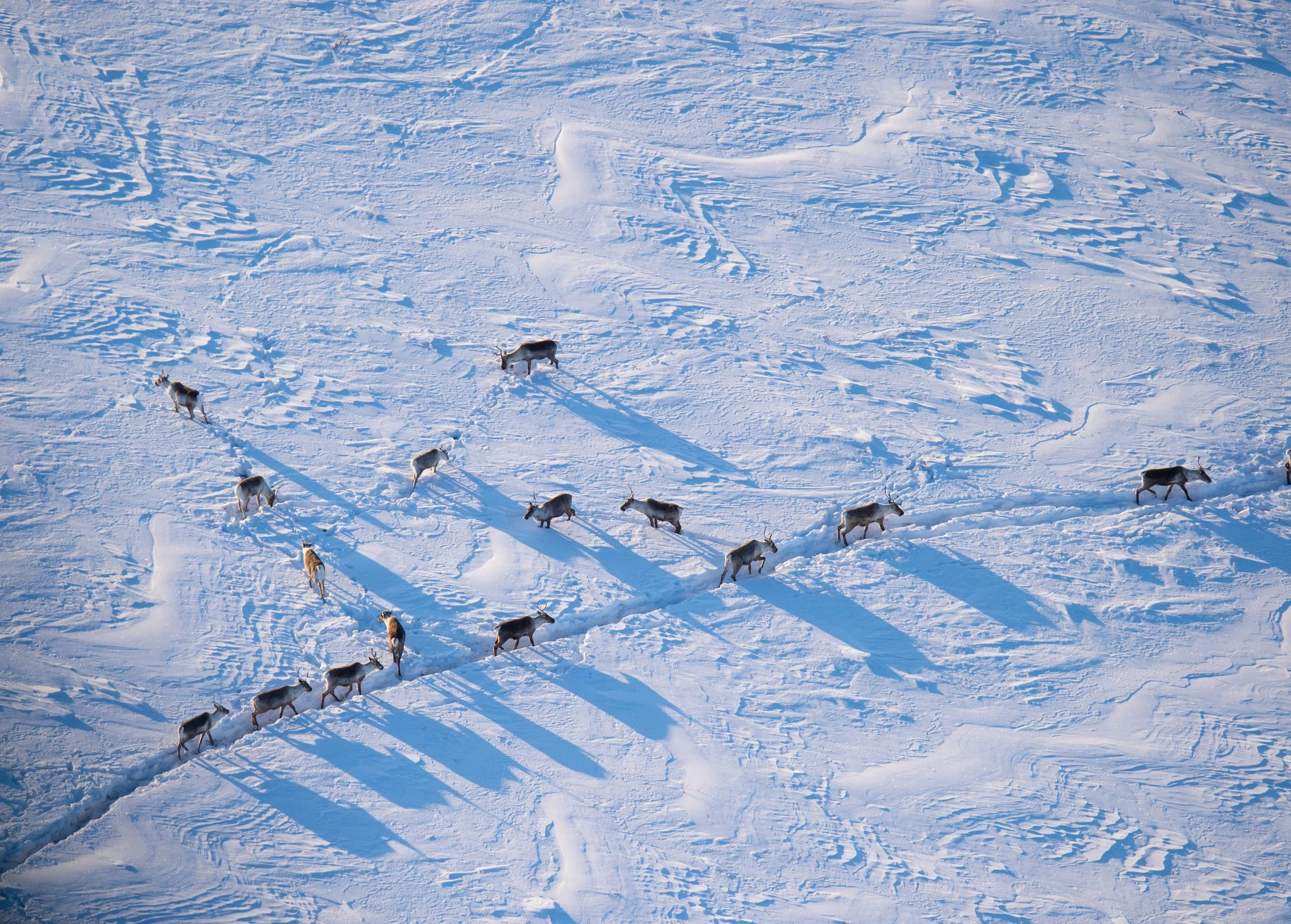 Caribou in the snow in Arctic Alaska (Defense Campaign) Photo by Florian Schulz
