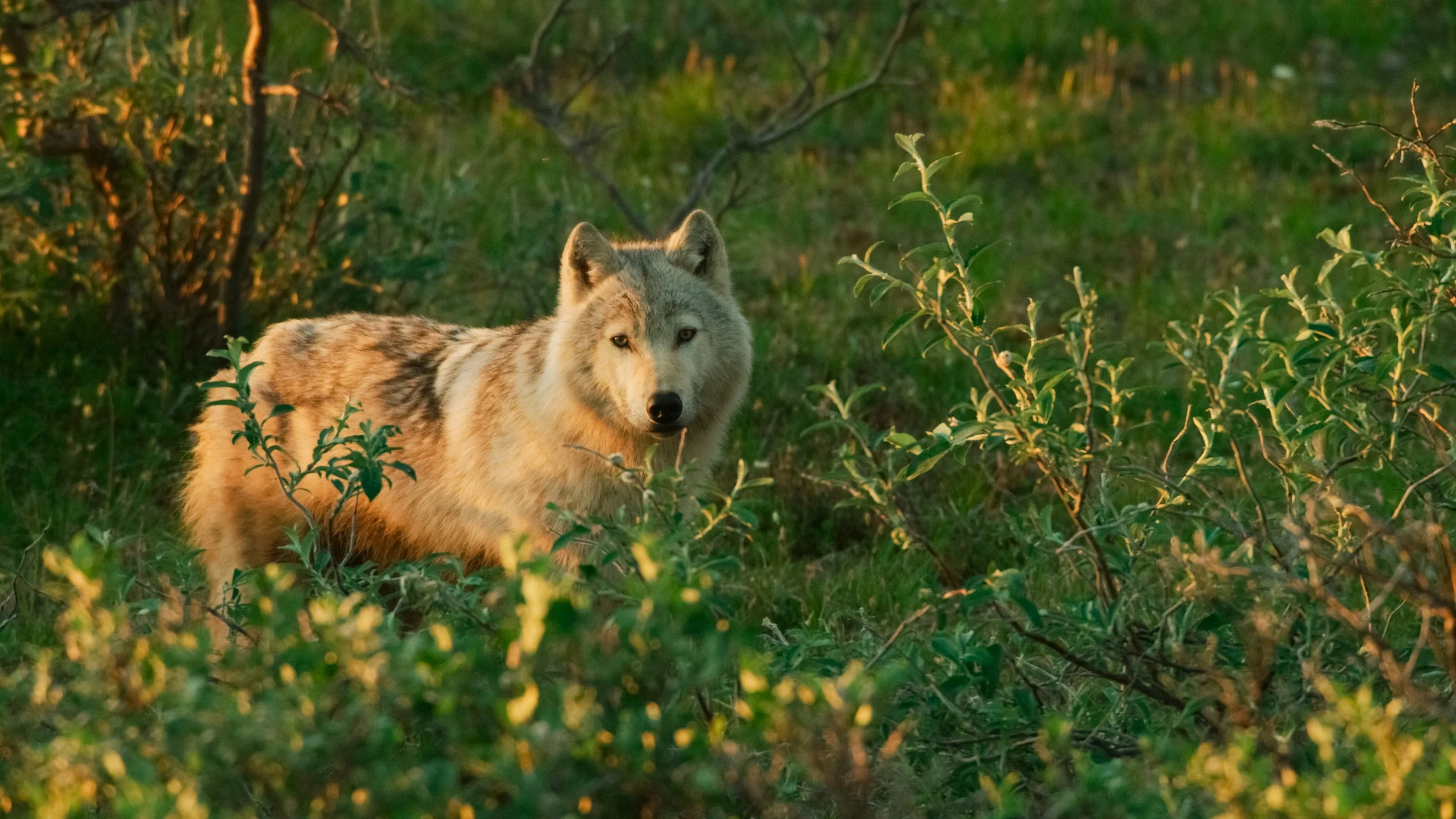A wolf standing among green foliage during the golden hour, with sunlight illuminating its fur.