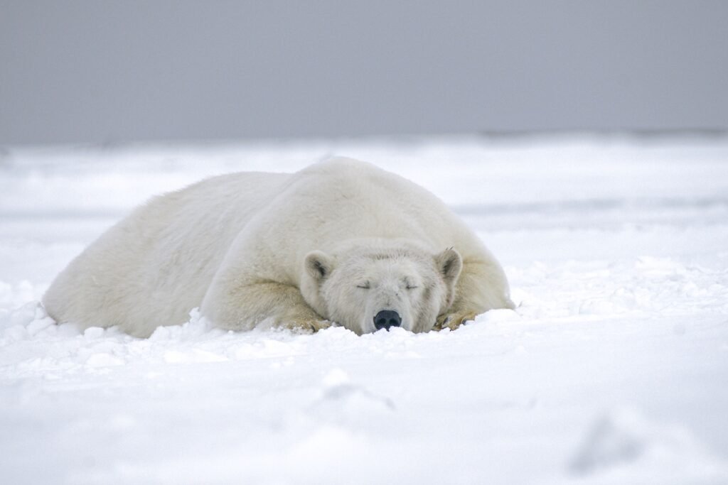 Polar Bear resting on ice in Arctic Alaska