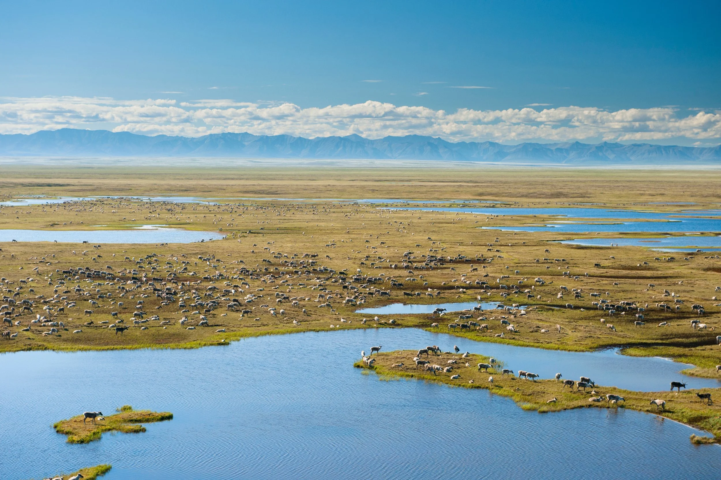 A vast landscape with multiple lakes and a large herd of sheep grazing on grasslands, with mountains in the distance under a partly cloudy sky.