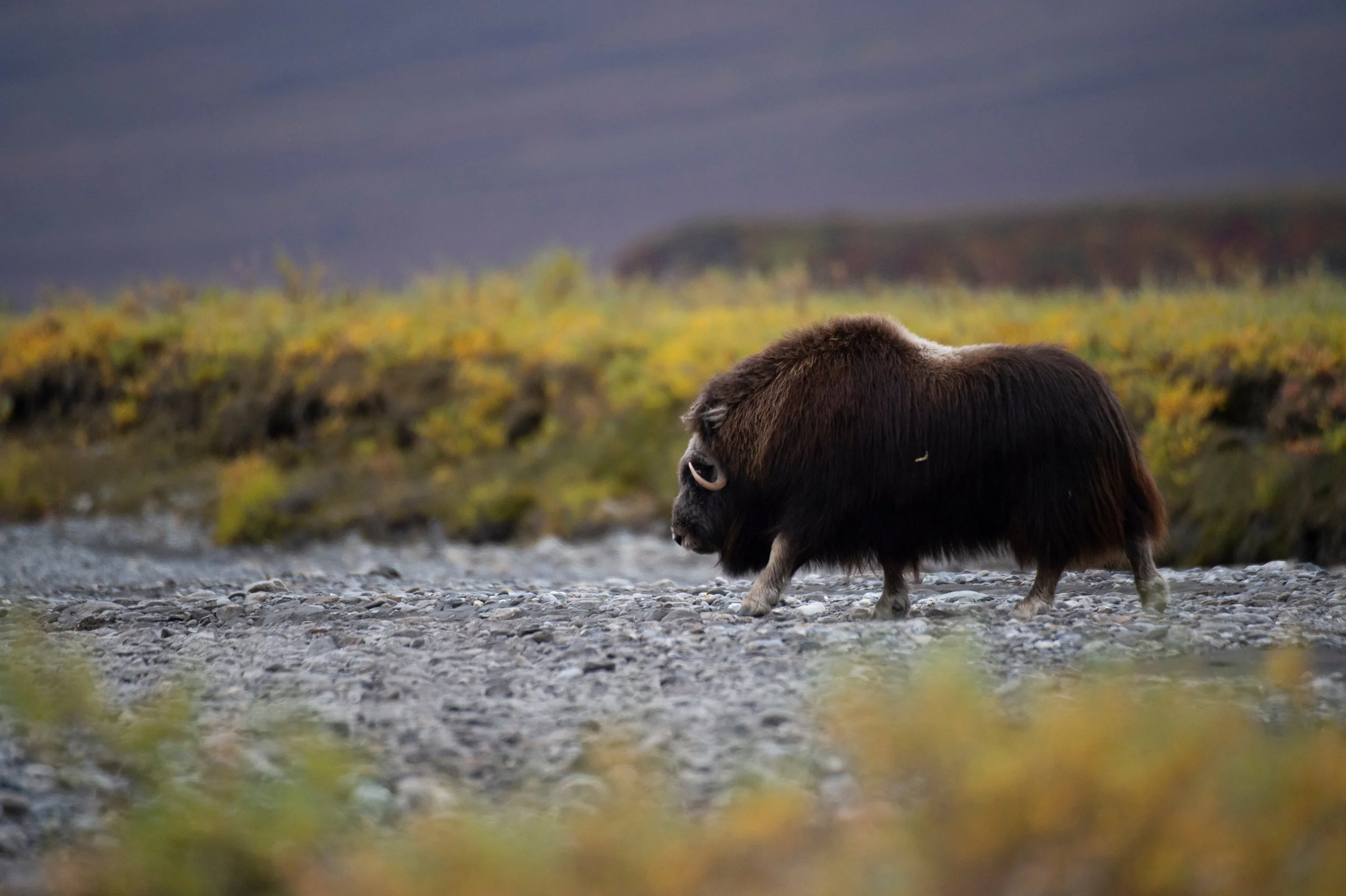 A cute animal with a donkey's face and a yak's body standing on a rocky path in a natural landscape during dusk or dawn, with a blurred background of trees and grassy terrain.