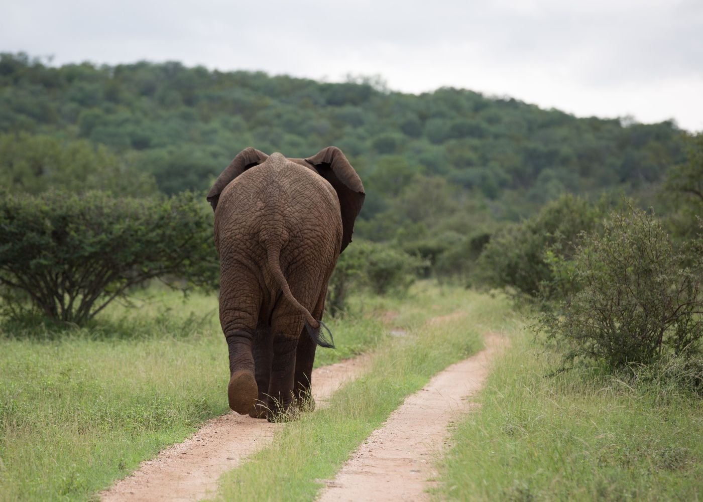 WHAT TO EXPECT FROM SAFARI