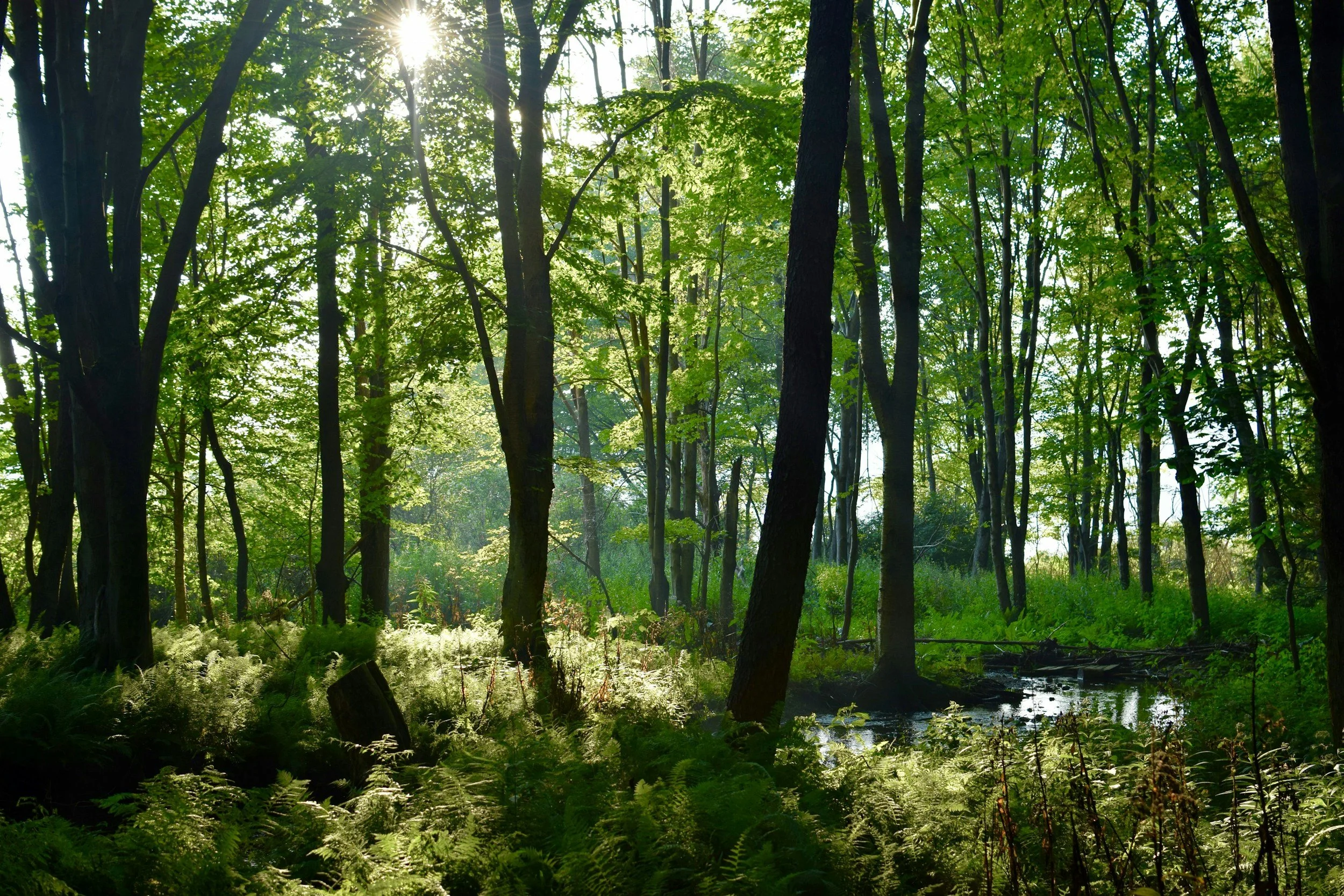 Sunlight filtering through trees in a lush green forest, with ferns and a small water body in the foreground.