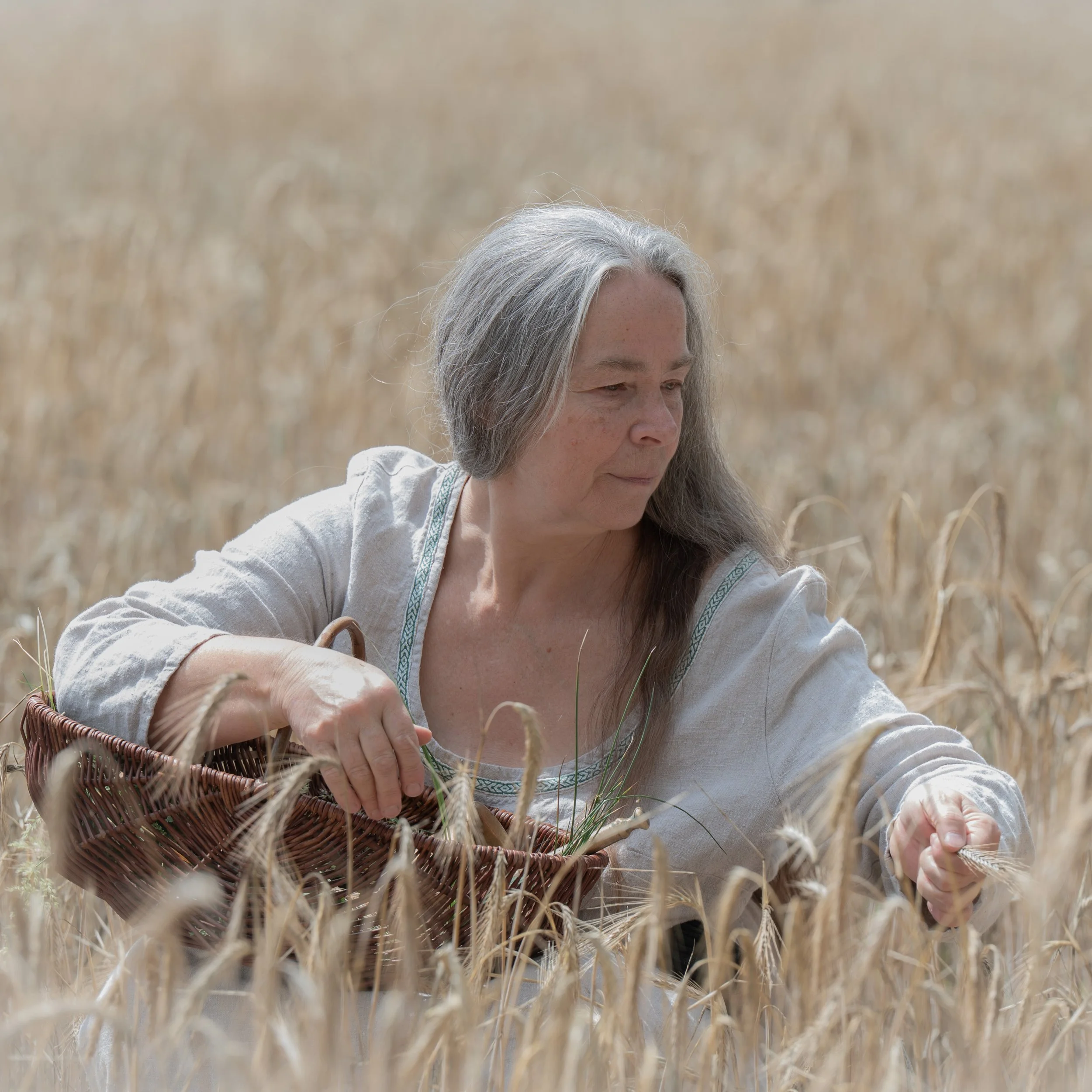 Eine ältere Frau sammelt Getreide in einem Weizenfeld.