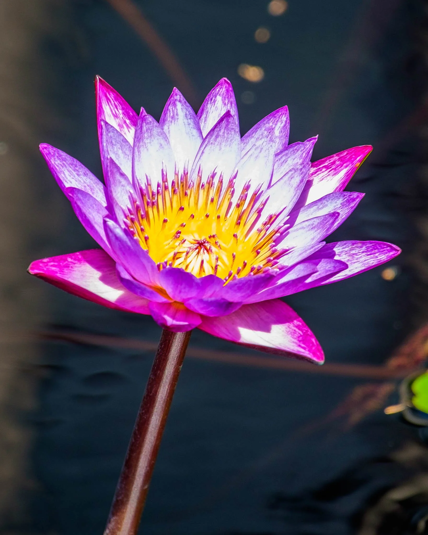 150821_Longwood_Gardens_69.jpg