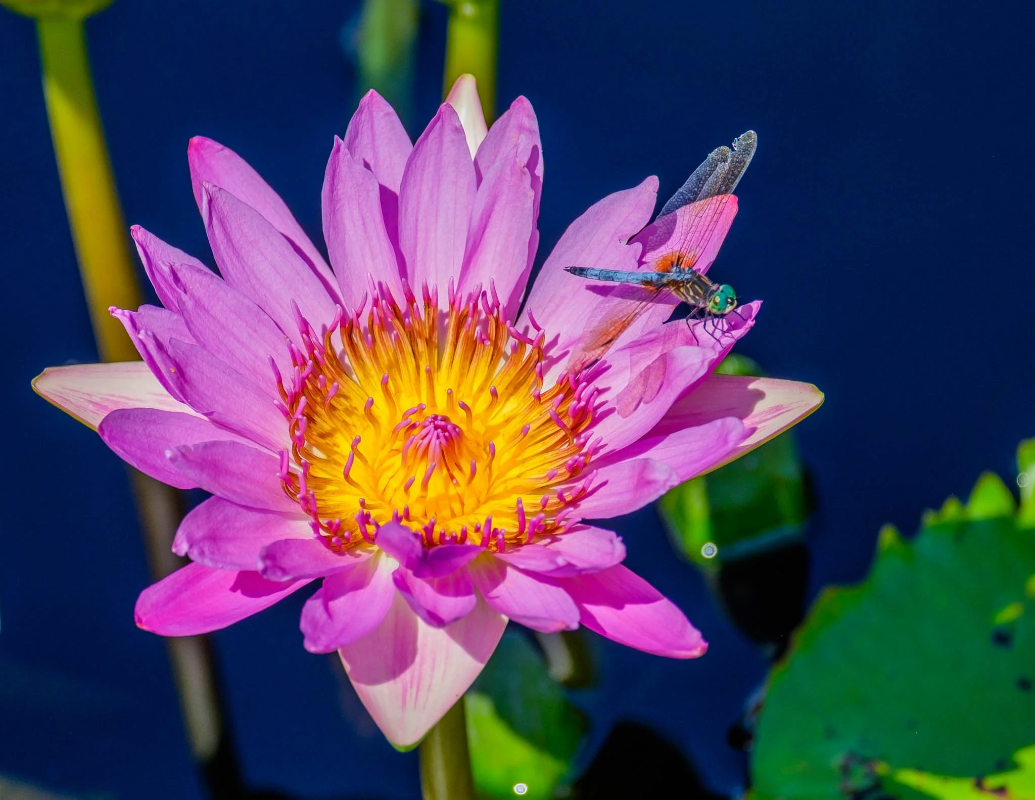 150821_Longwood_Gardens_116.jpg