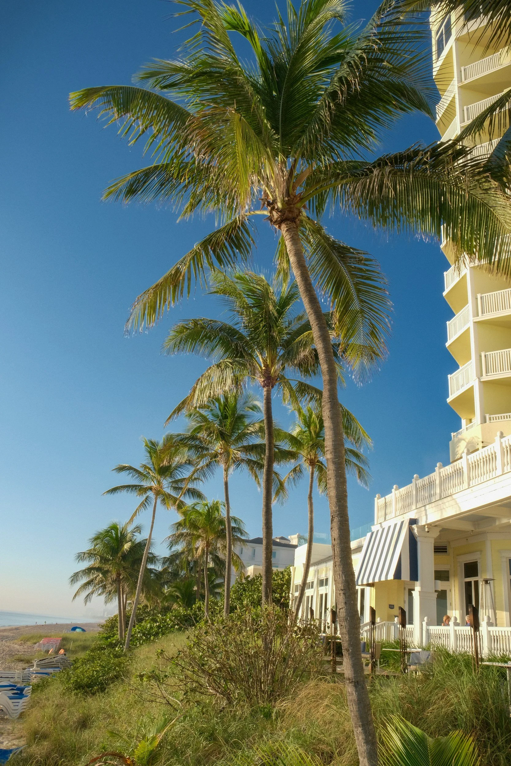 A tropical beach scene with tall palm trees in front of a white building with balconies, under a clear blue sky. Just one of the many places Florida Builders, Engineers & inspectors will go to for your property inspection and recertification needs.