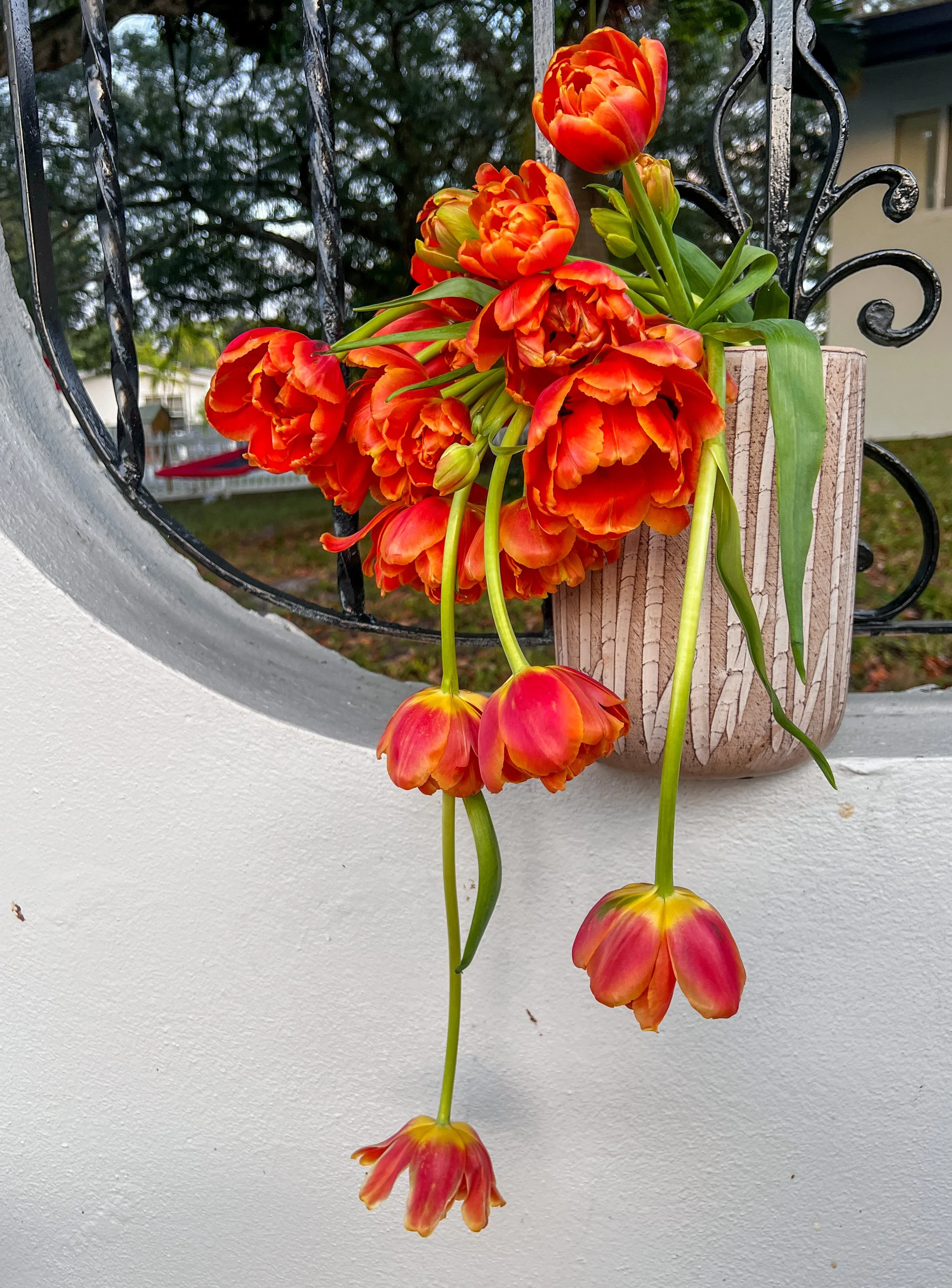 A bunch of orange tulips with some hanging upside down in a beige wooden flower pot on a white concrete surface, with a black wrought iron fence and trees in the background.