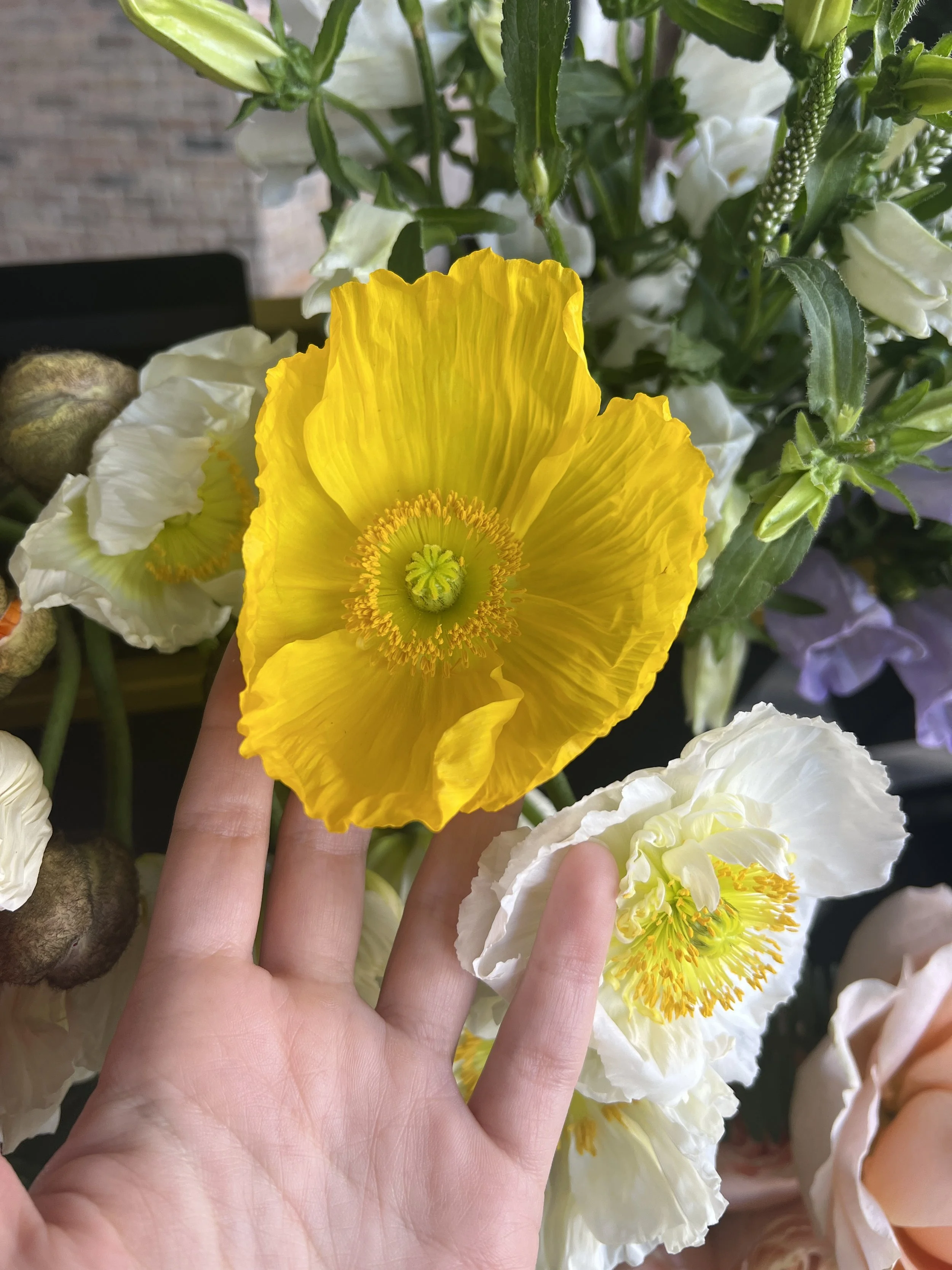 Close-up of a person's hand touching yellow and white poppy flowers among green foliage.