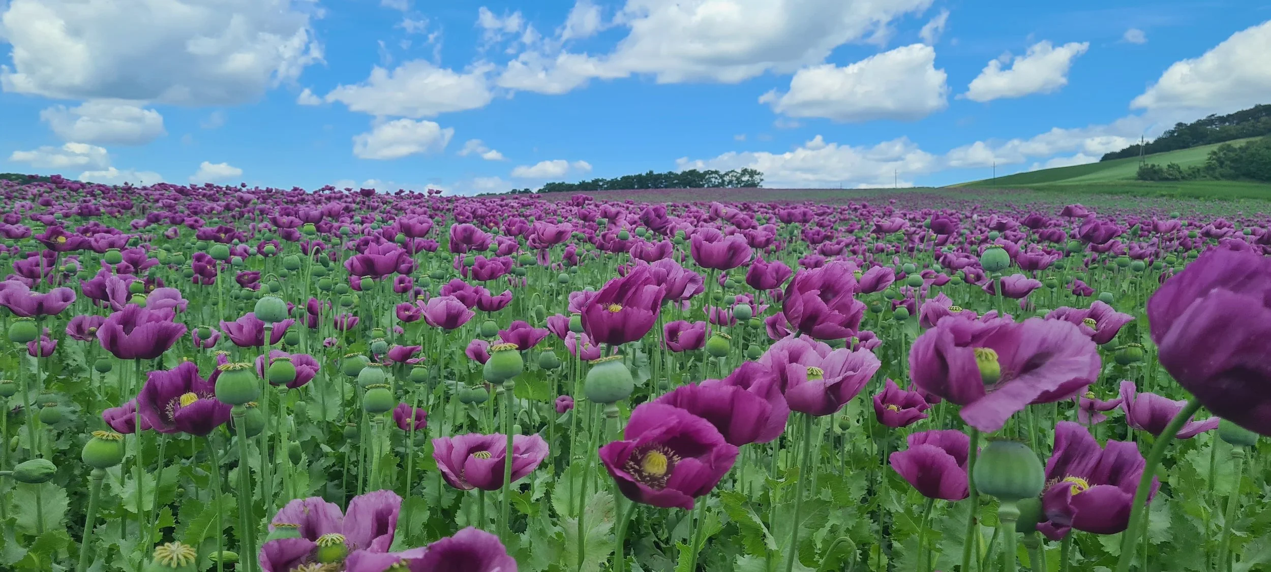 Feld mit Lila Blüten