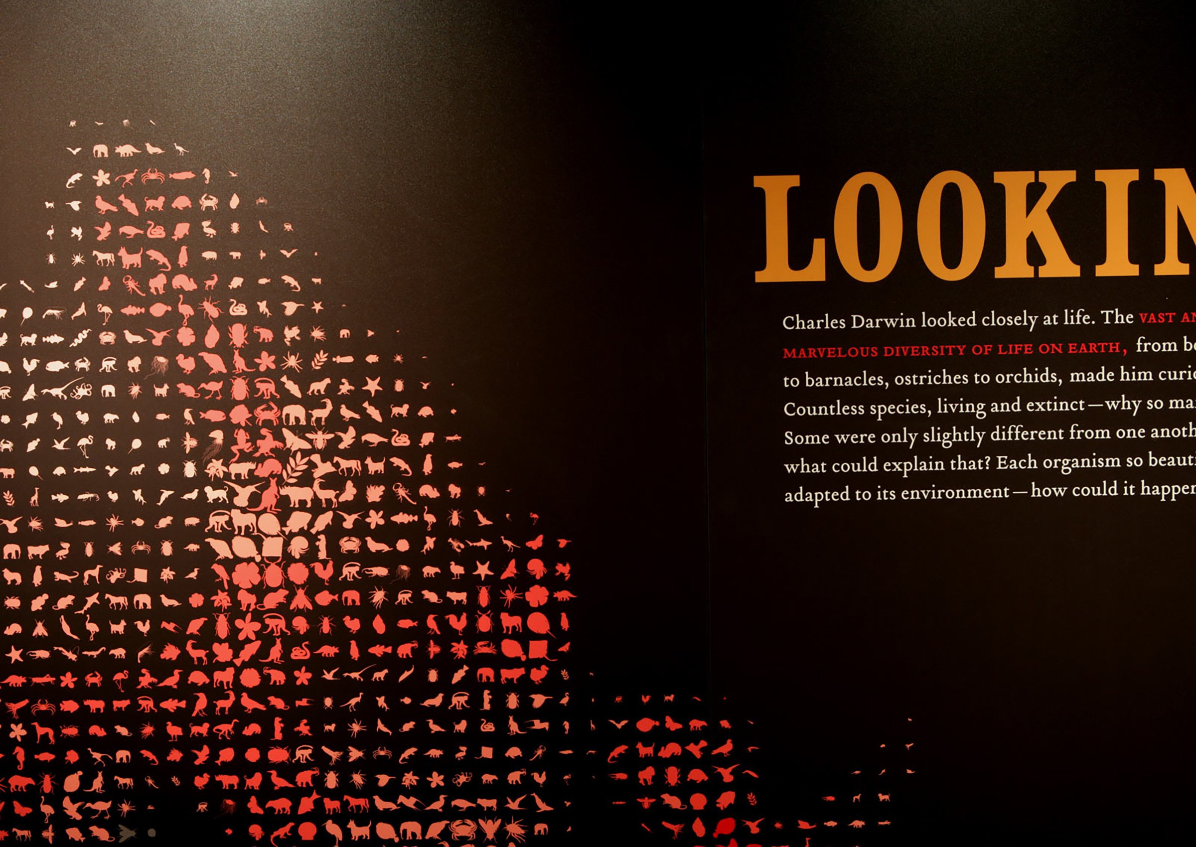 National Museum of Natural History New York — exhibition