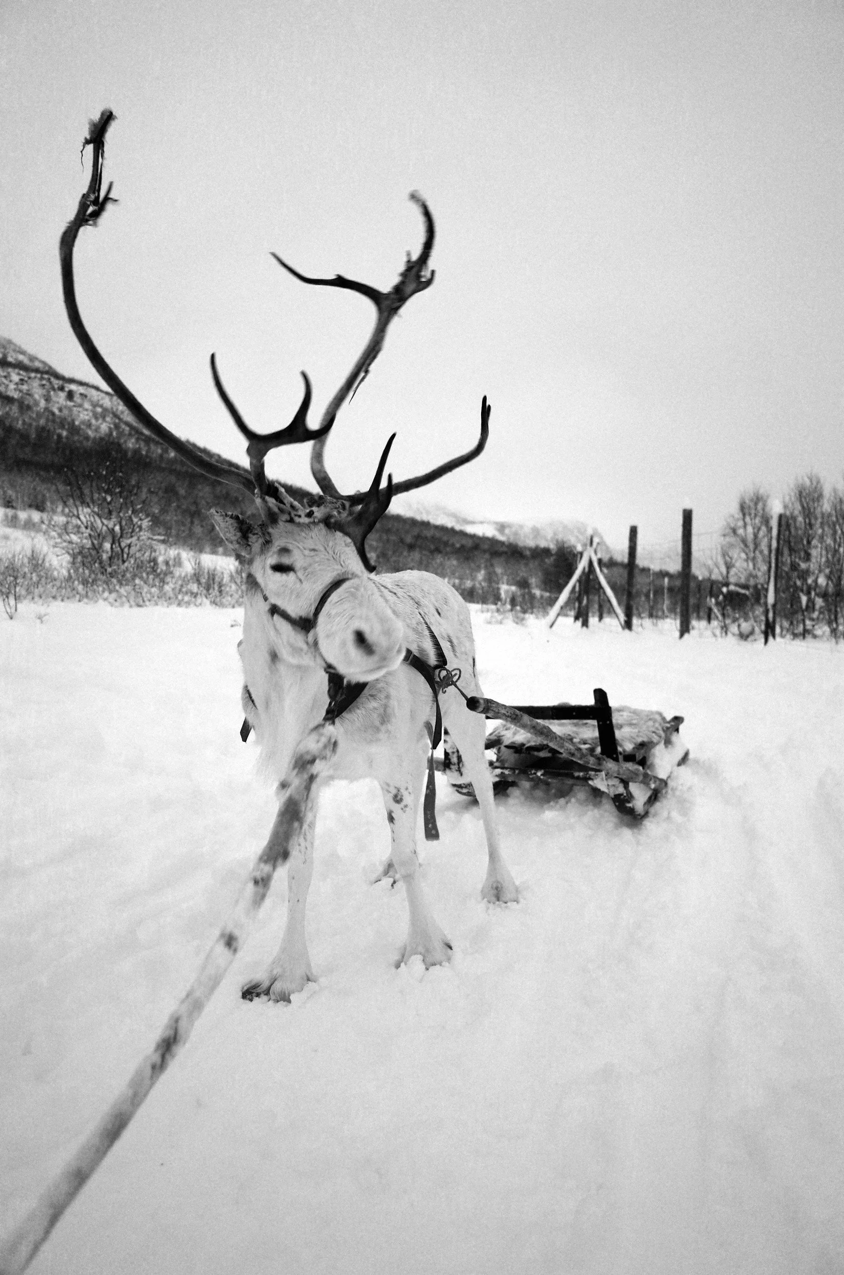 Sleigh Station/Taquerio CLOSED for the day