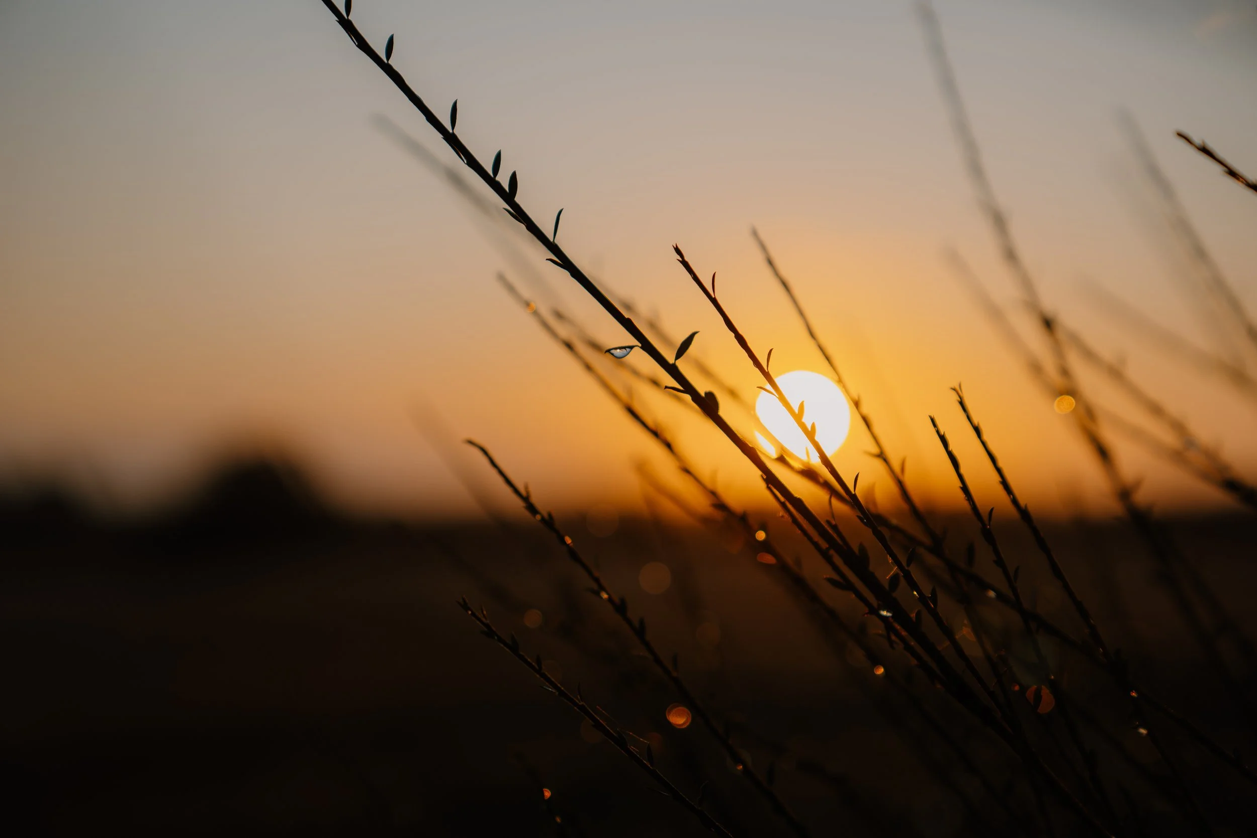 Sunset with an orange glow in the sky, silhouetted plant branches with small leaves, and a few water droplets on the branches.