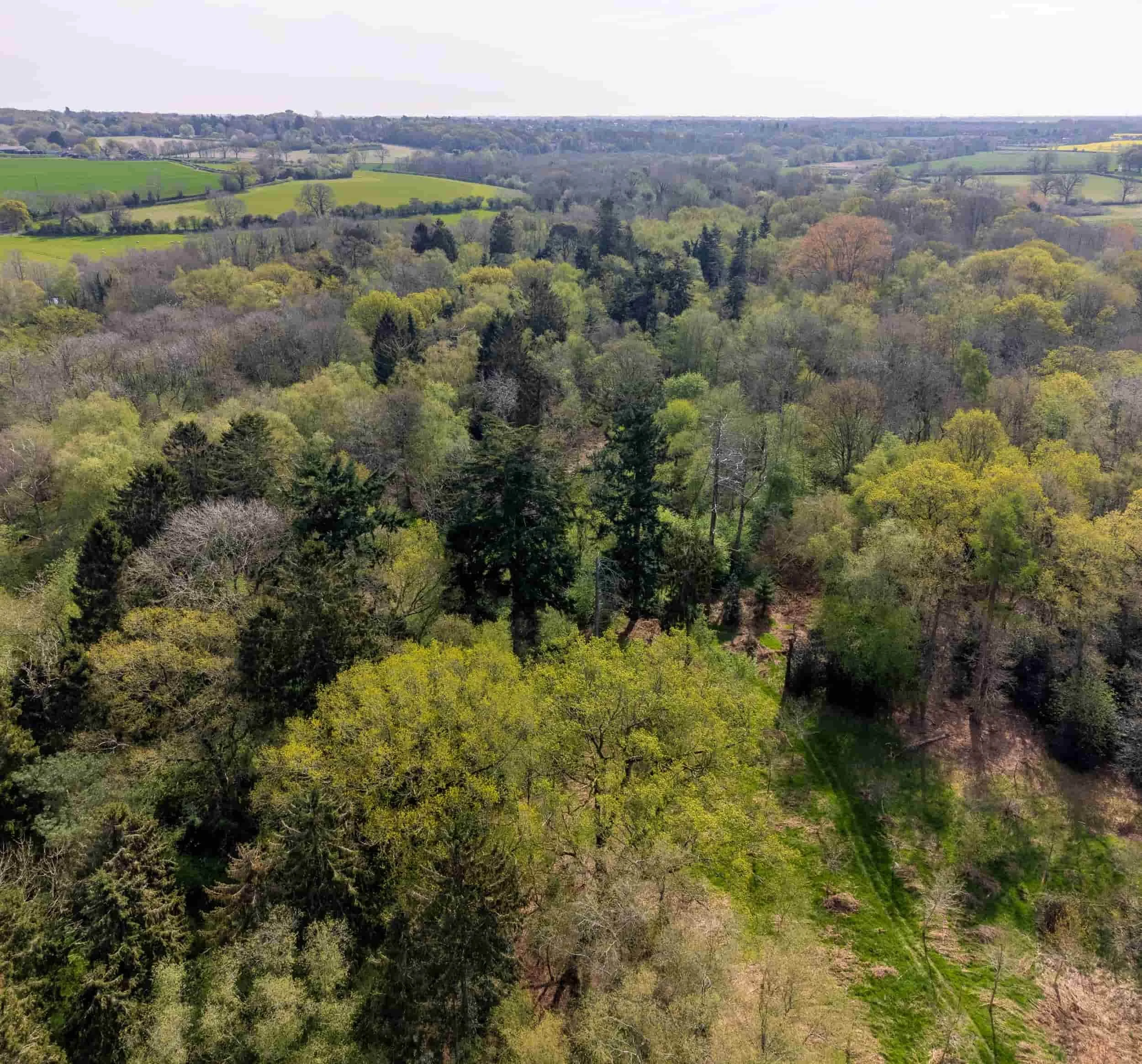 Aerial view of a lush green forest with a mix of deciduous and evergreen trees, rolling hills, and open fields in the distance.