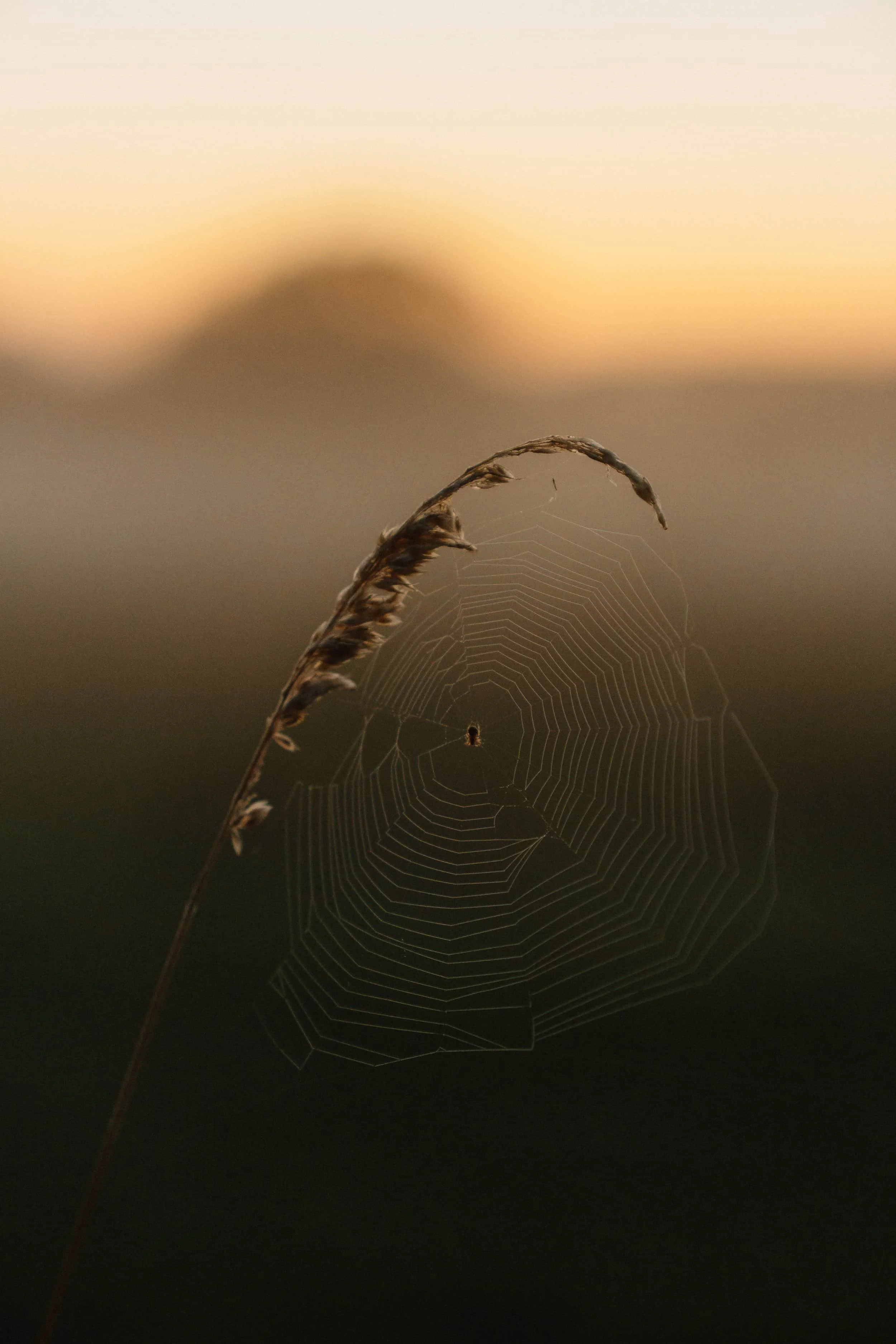 Corn plus spider web