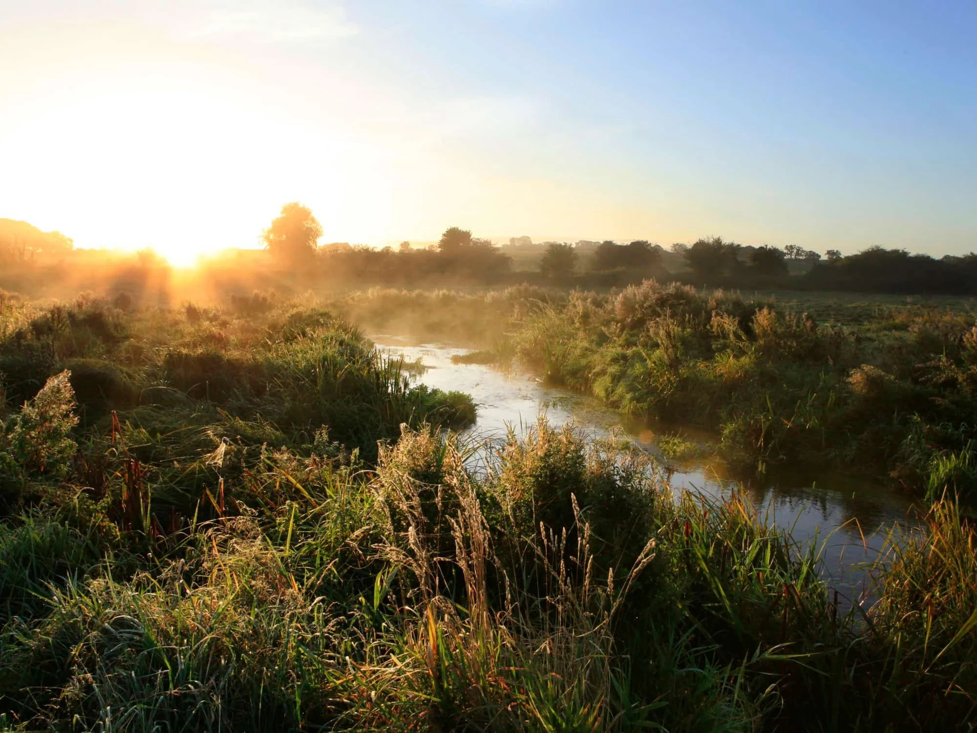 Sunrise over a lush green wetland with a small winding river, tall grass, and bushes, under a clear blue sky.