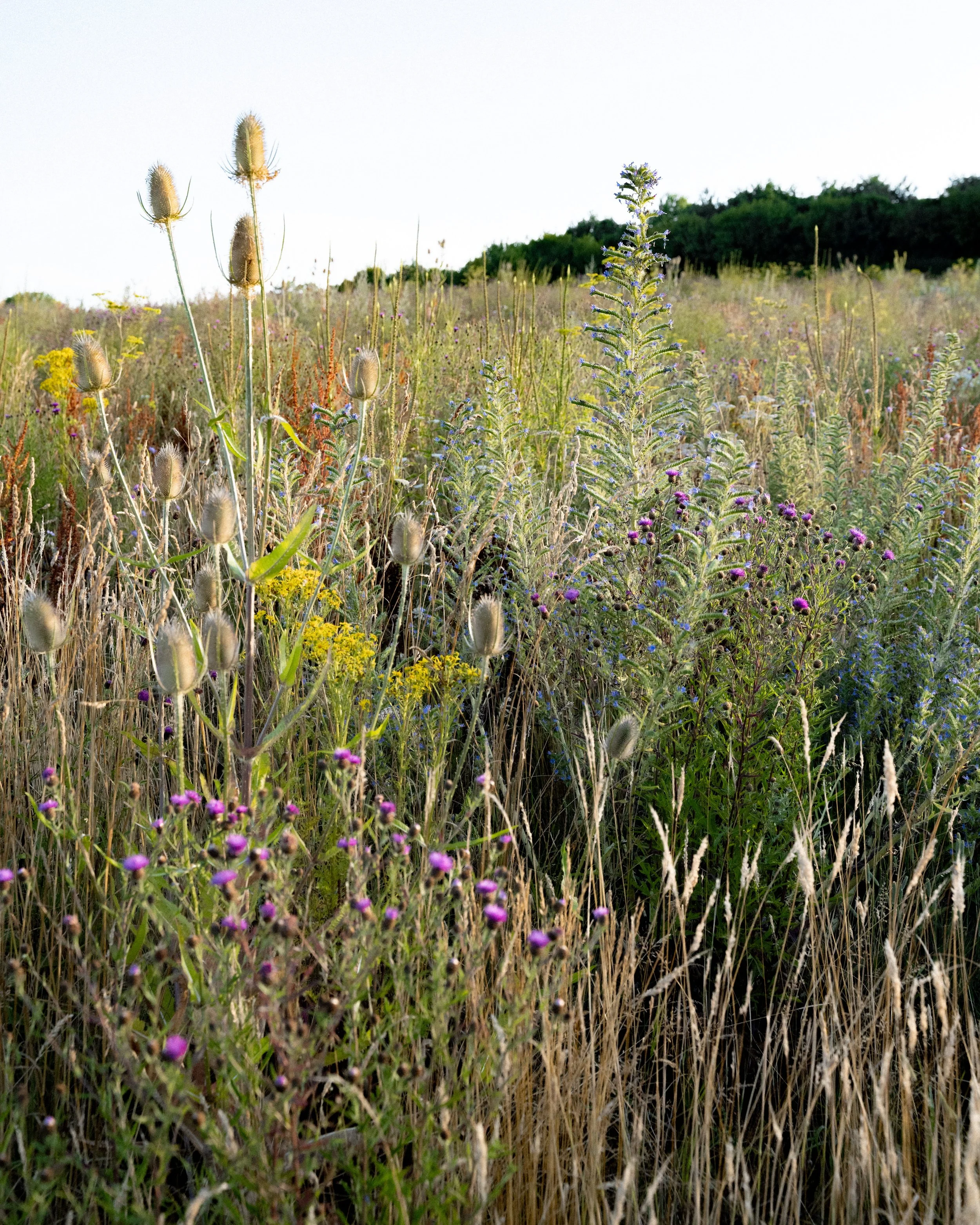 A field of wild grasses and flowers with a clear sky overhead.
