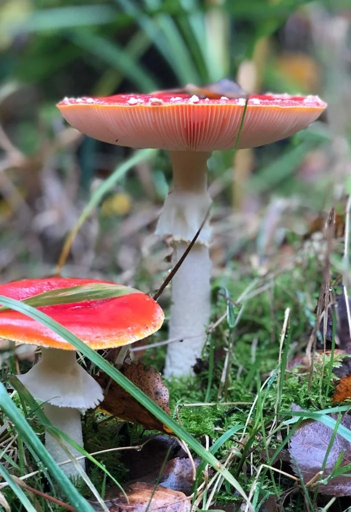 Close-up of two colorful mushrooms growing among grass and moss, with blurred green foliage in the background.