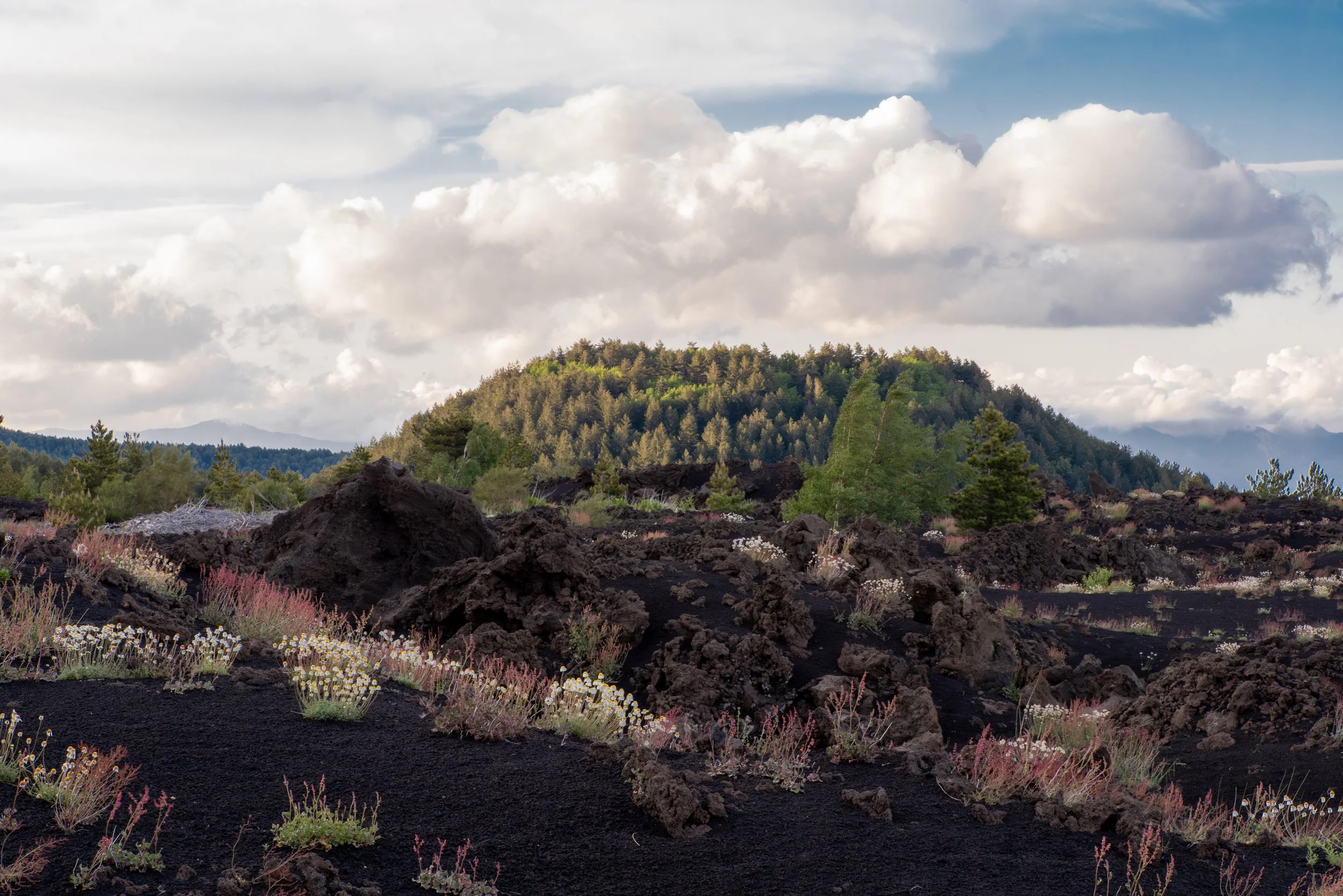 Paesaggio vulcanico con lava nera e piante tra cui fiori bianchi e rosa, con colline verdi e nuvole nel cielo.