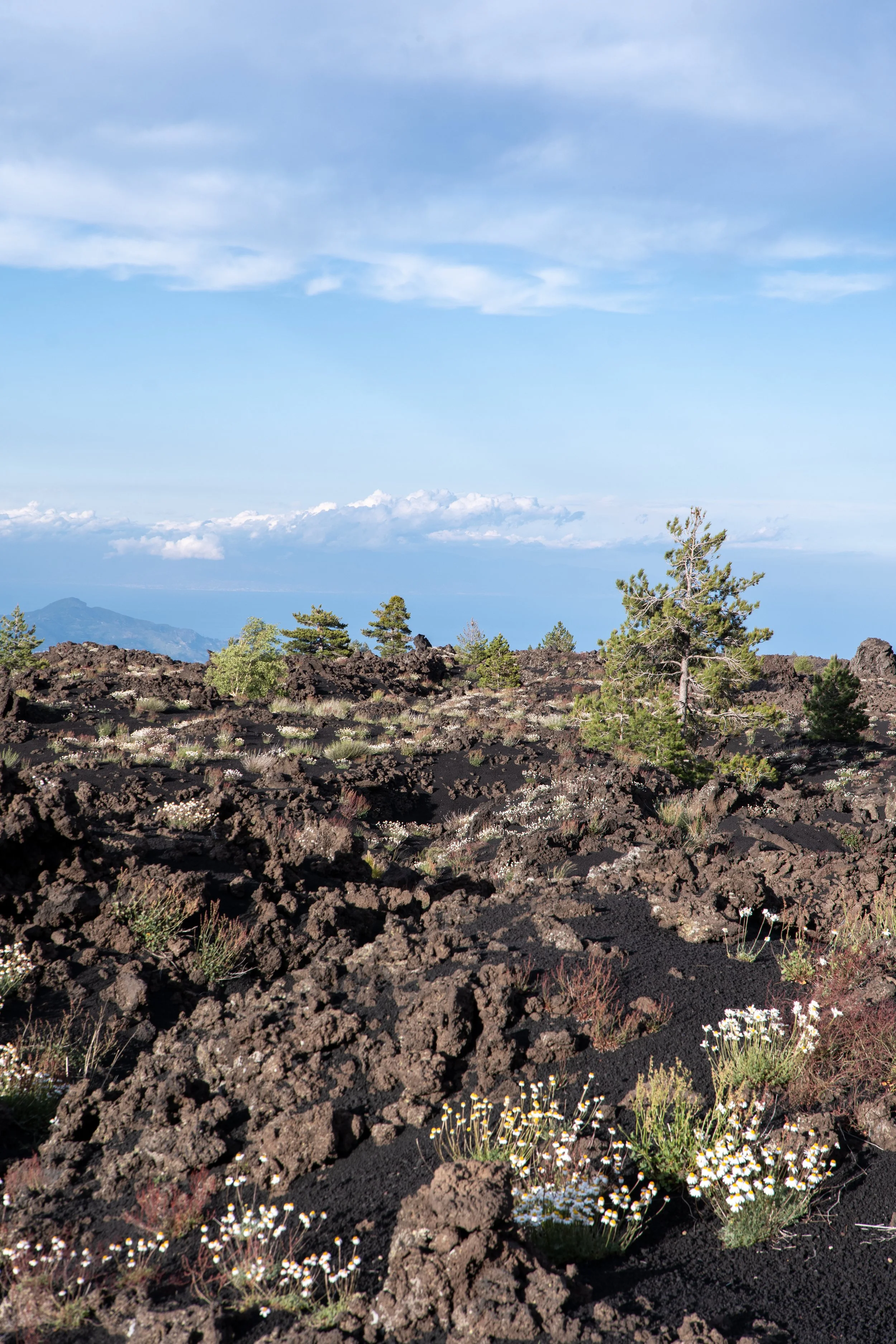 Paesaggio vulcanico con rocce nere, alberi e fiori selvatici sotto un cielo sereno con alcune nuvole.