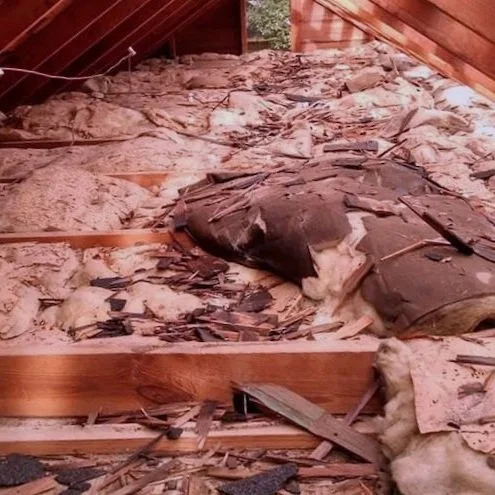 An attic with extensive pest damage to insulation with debris