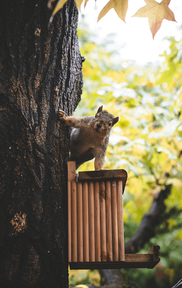 A squirrel peeking out of a wooden birdhouse attached to a tree trunk, surrounded by green and yellow leaves in a forest setting.