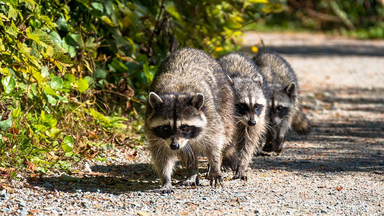 Three raccoons walking on a dirt trail surrounded by green foliage.
