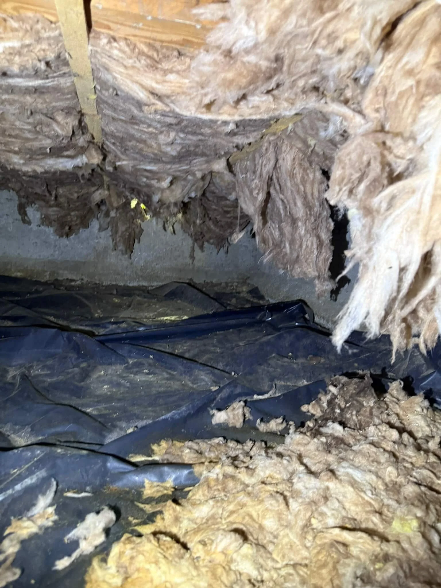 Close-up of soiled, damaged fiberglass insulation hanging down from the ceiling in a residential crawl space with debris on the floor, vapor barrier.