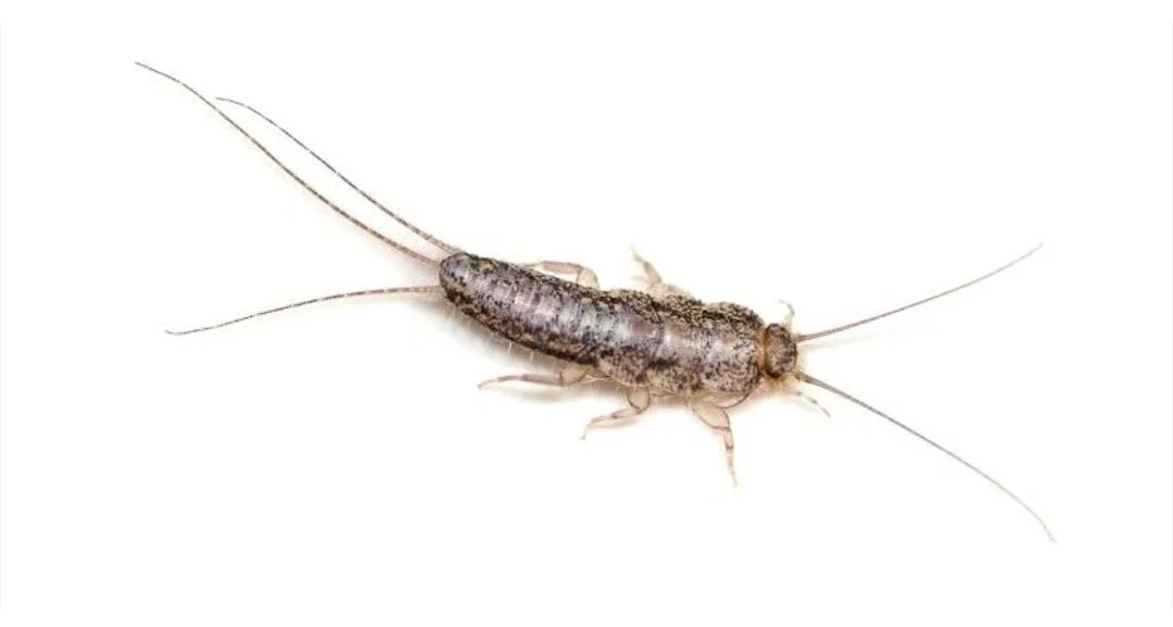 Close-up of a small, brown, elongated insect with long antennae and six legs on a white background.