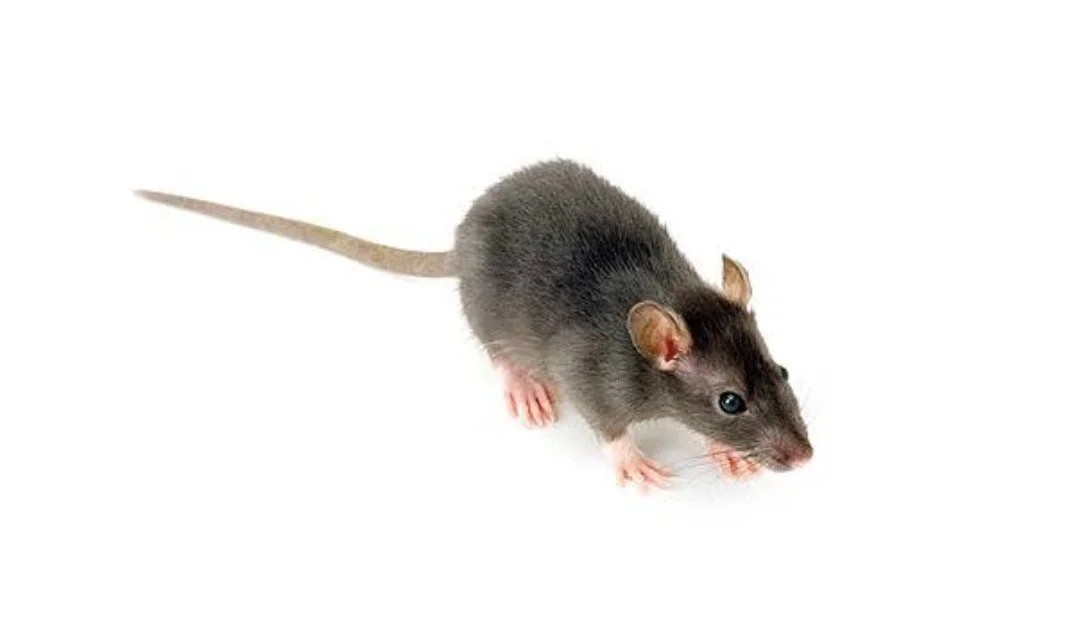 Close-up of a pet rat with brown and gray fur on a white background