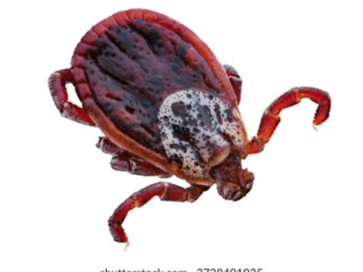 A close-up of a red and black tick with a white and black patterned back, isolated on white background.