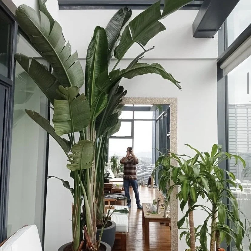 Interior view of a modern apartment with large indoor green plants, glass walls, and a wooden floor. A man in a striped shirt and jeans is taking a photo of the reflection in a mirror.