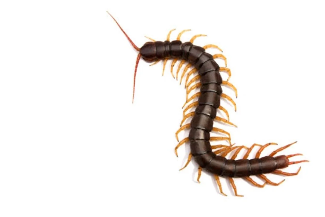 Centipede with a black body and orange legs on a white background.