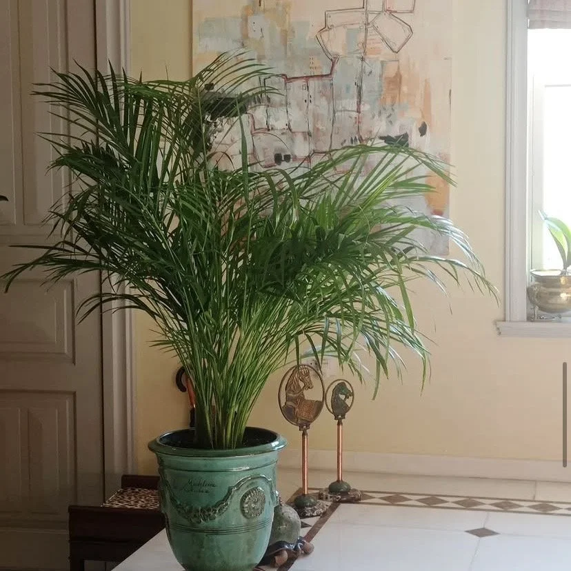 A large potted palm plant placed on a table in a cozy room.