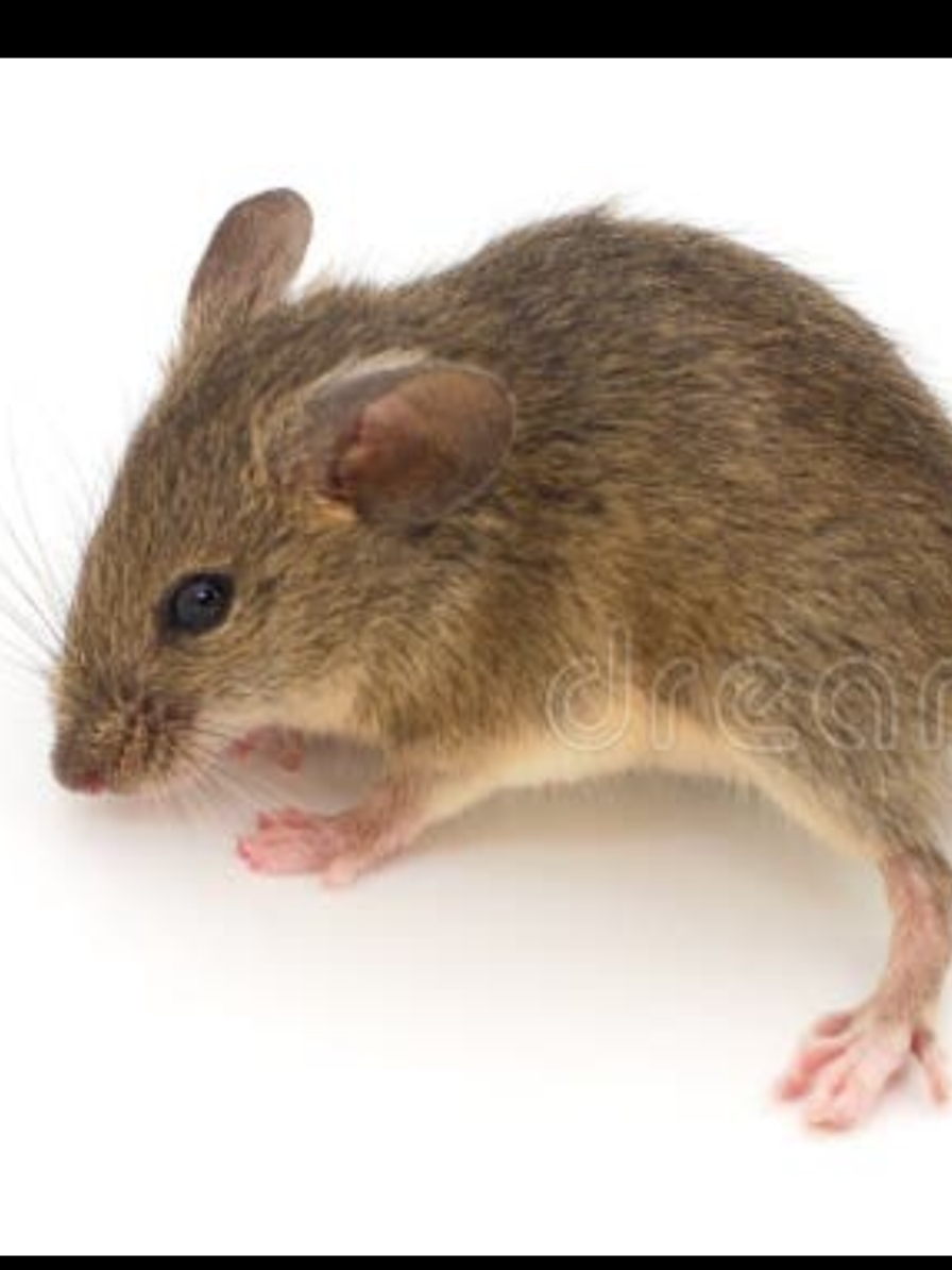 Close-up of a small brown rat with pink paws and tail, on a white background.