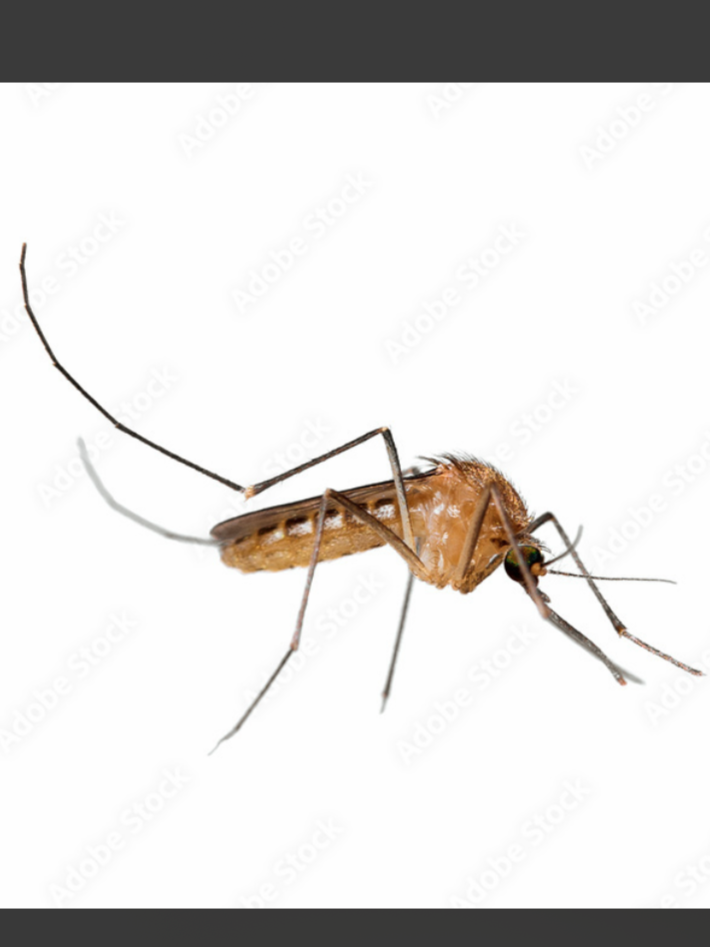 Close-up of a mosquito against a white background.
