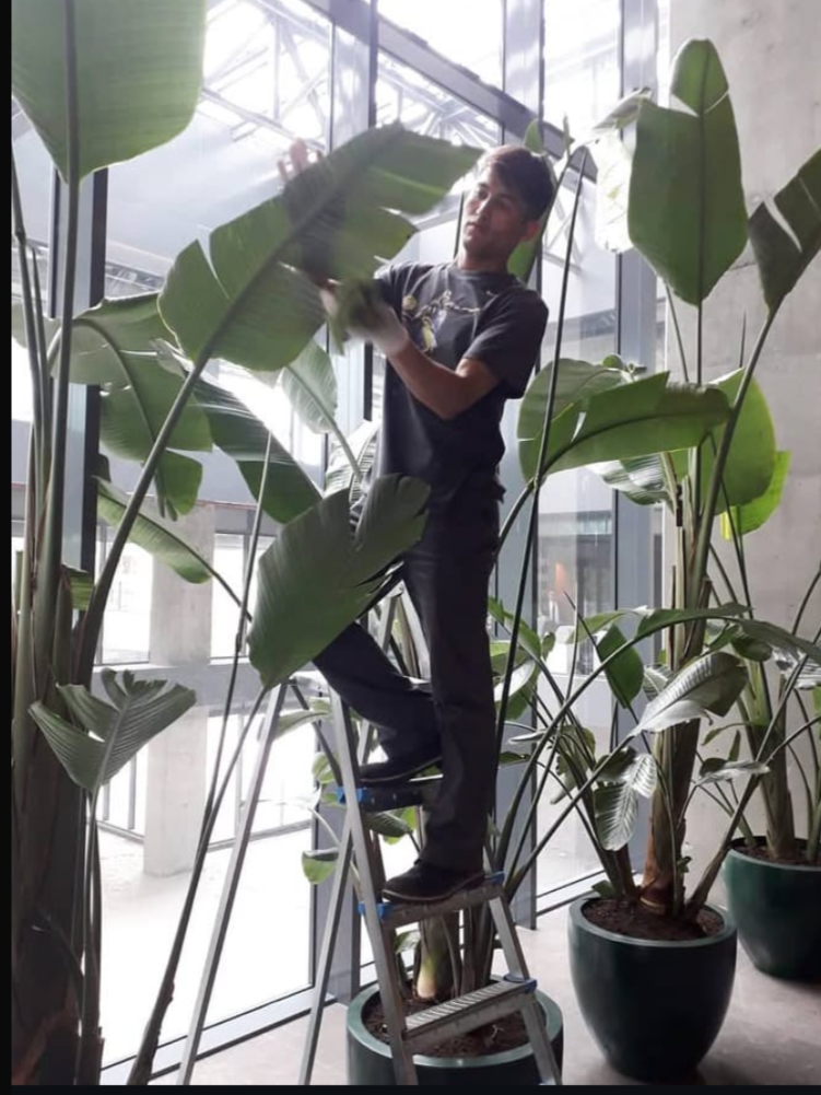 A man standing on a stepladder pruning large green houseplants inside a modern building with large glass windows.