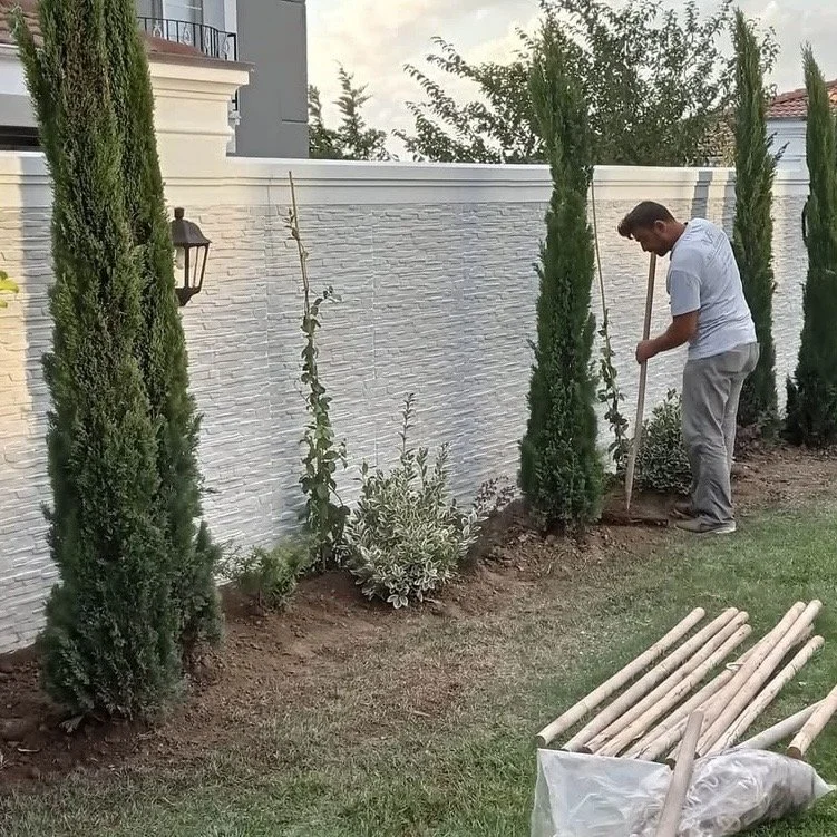 A man planting shrubbery in a garden area next to a white brick wall, with the new plants forming a border along the wall, and gardening tools lying on the grass.