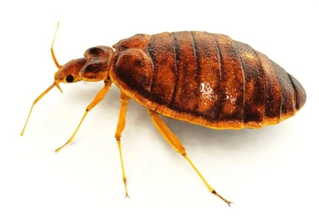 Close-up of a bed bug with reddish-brown, oval-shaped body and six legs, on a white background.