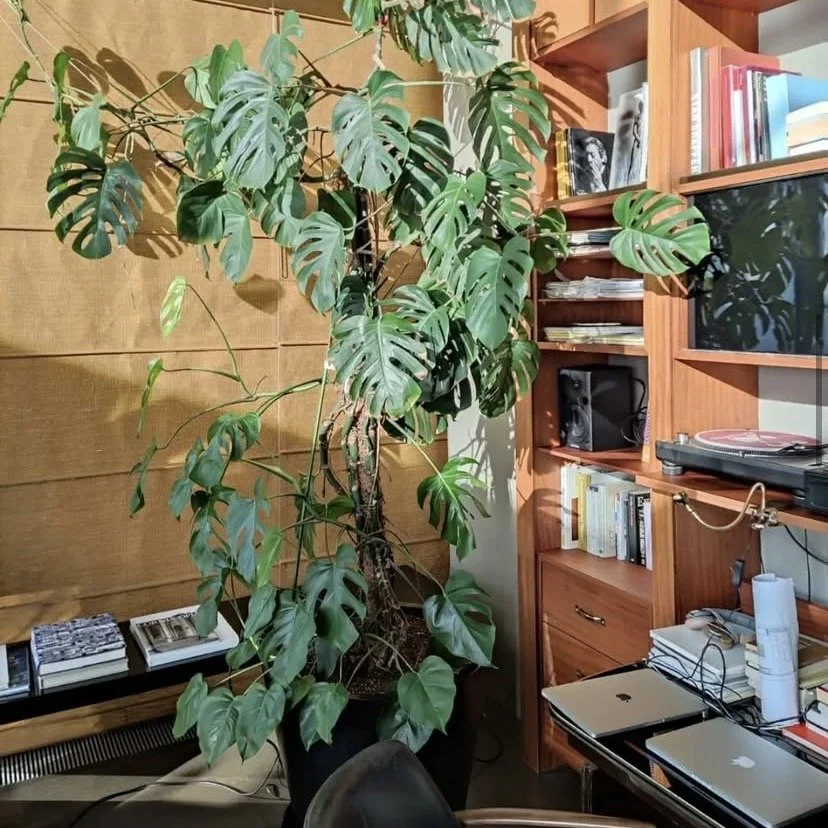 A large indoor monstera plant with broad, split leaves, placed in front of a wooden wall paneling. To the right, a wooden bookshelf contains books, magazines, and electronic devices. A desk below the bookshelf has a laptop, a turntable, and some cabl