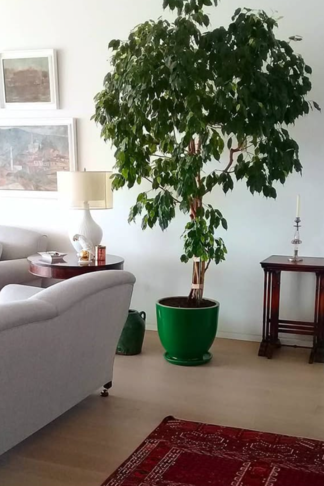 Living room with a large potted plant, a sofa, side table with lamp, wall art, and a candle holder with a candle.