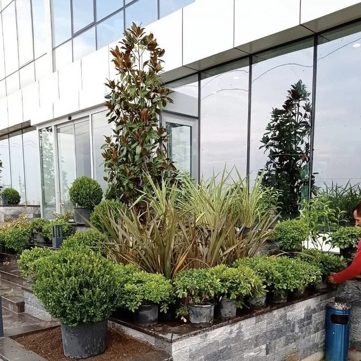 A small garden display with various potted green plants and shrubs outside a modern building with glass windows.